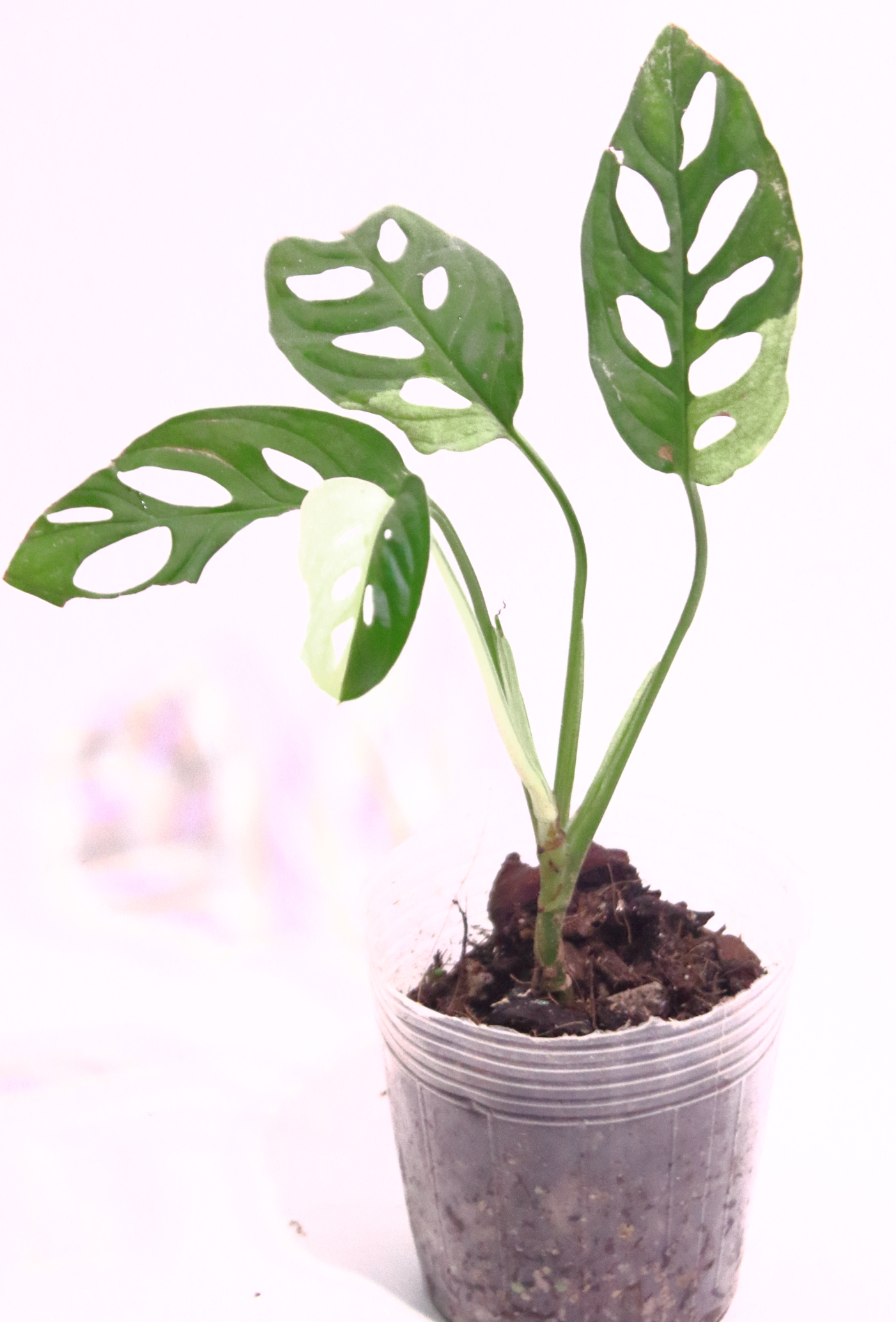 Monstera Adansonii Albo