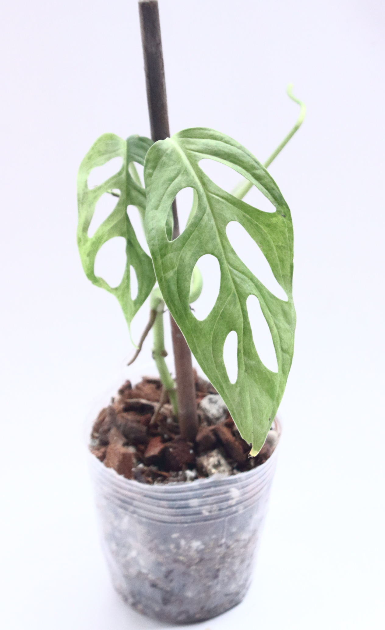 Monstera Adansonii Mint