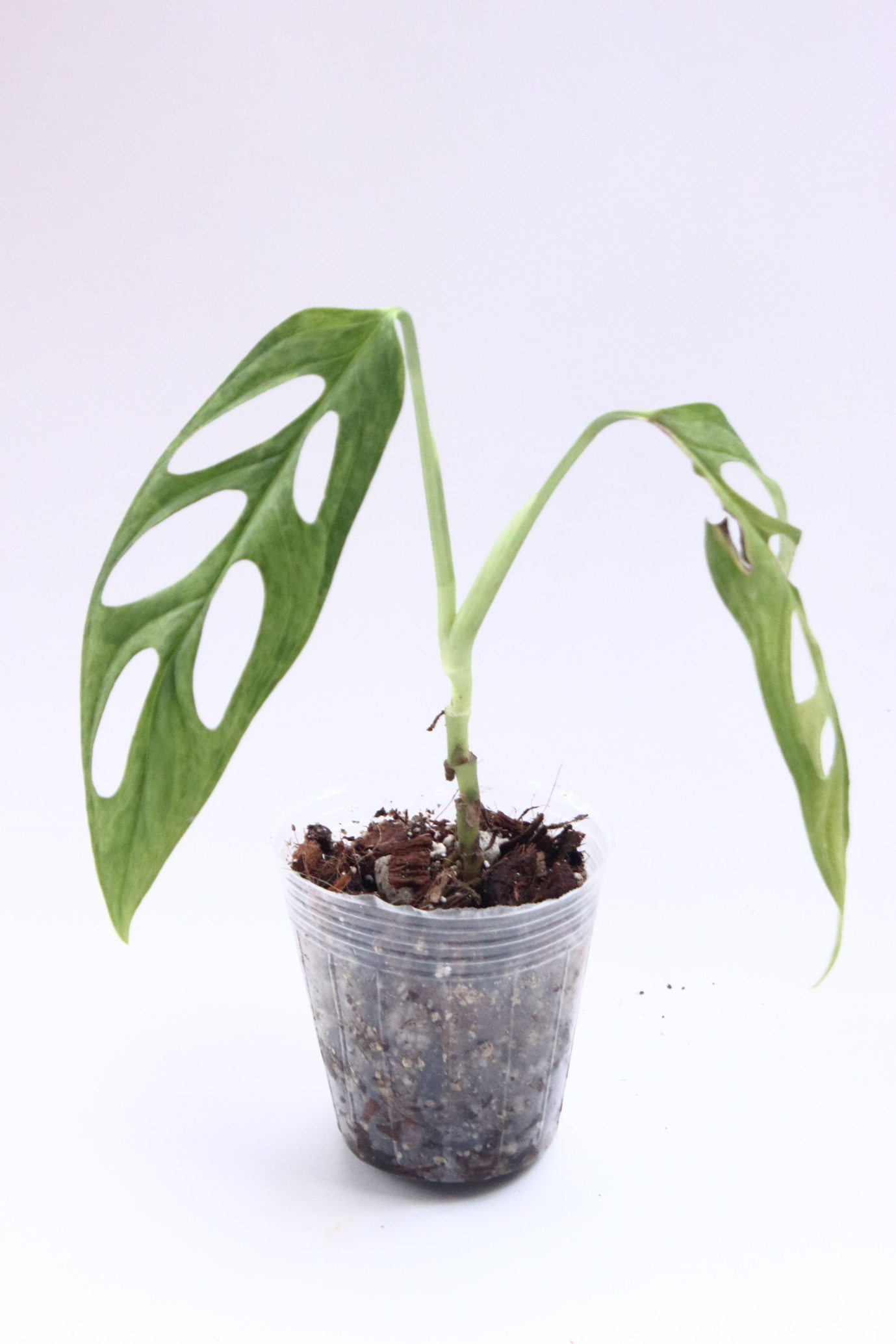 Monstera Adansonii Mint