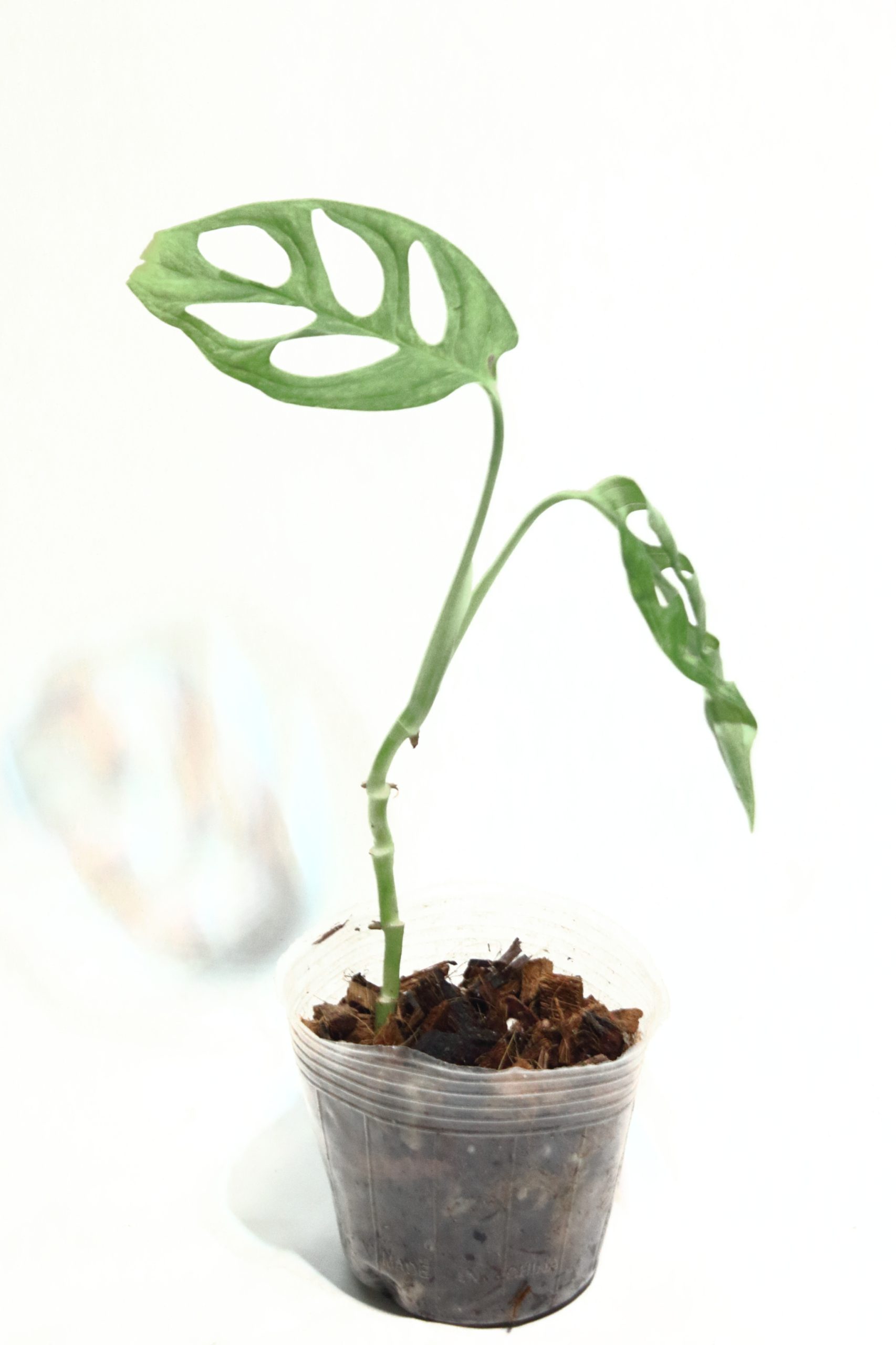 Monstera Adansonii Mint