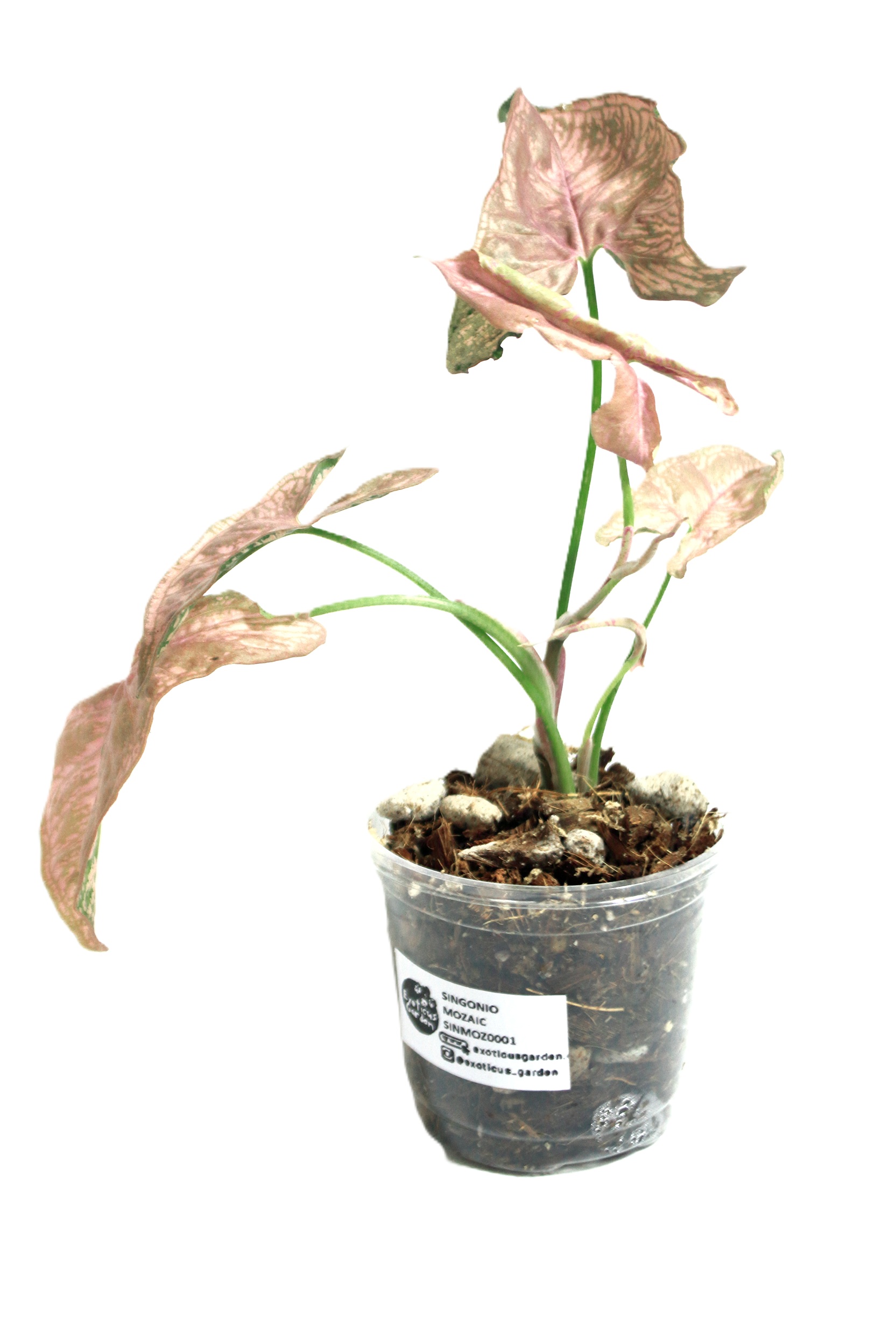 Singonio Mozaic - Imagen 2