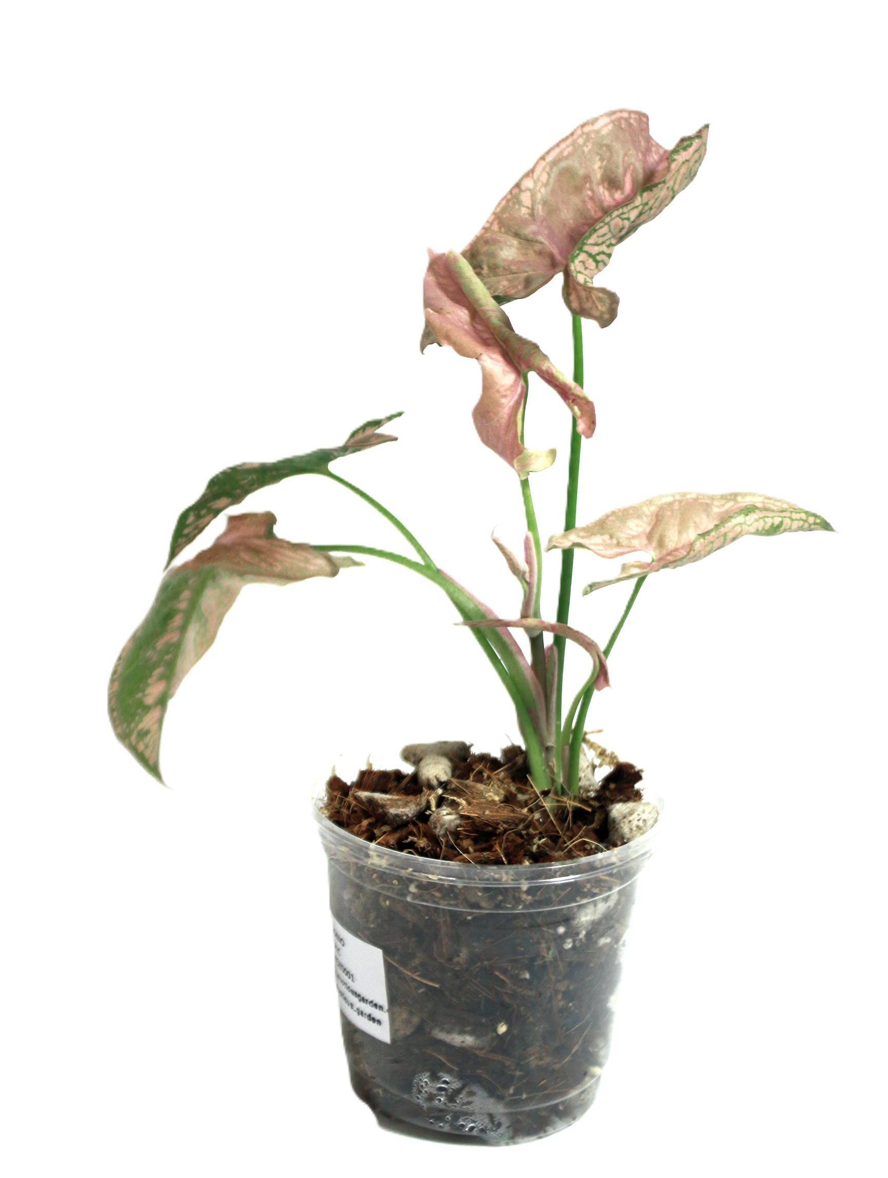 Singonio Mozaic - Imagen 3