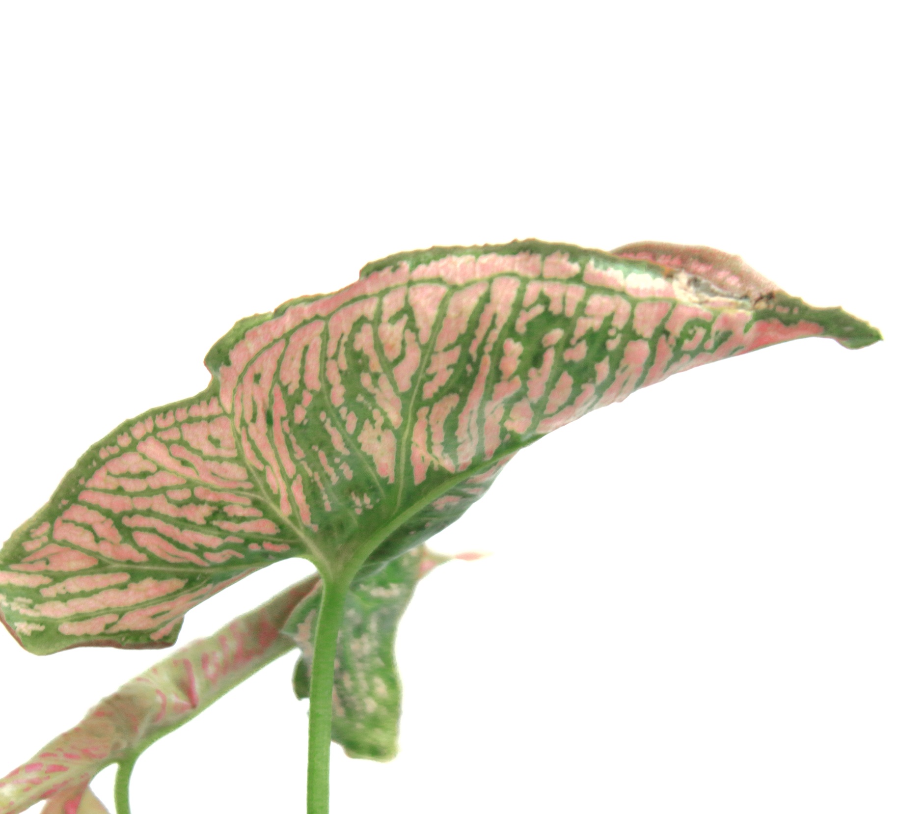 Singonio Mozaic - Imagen 5