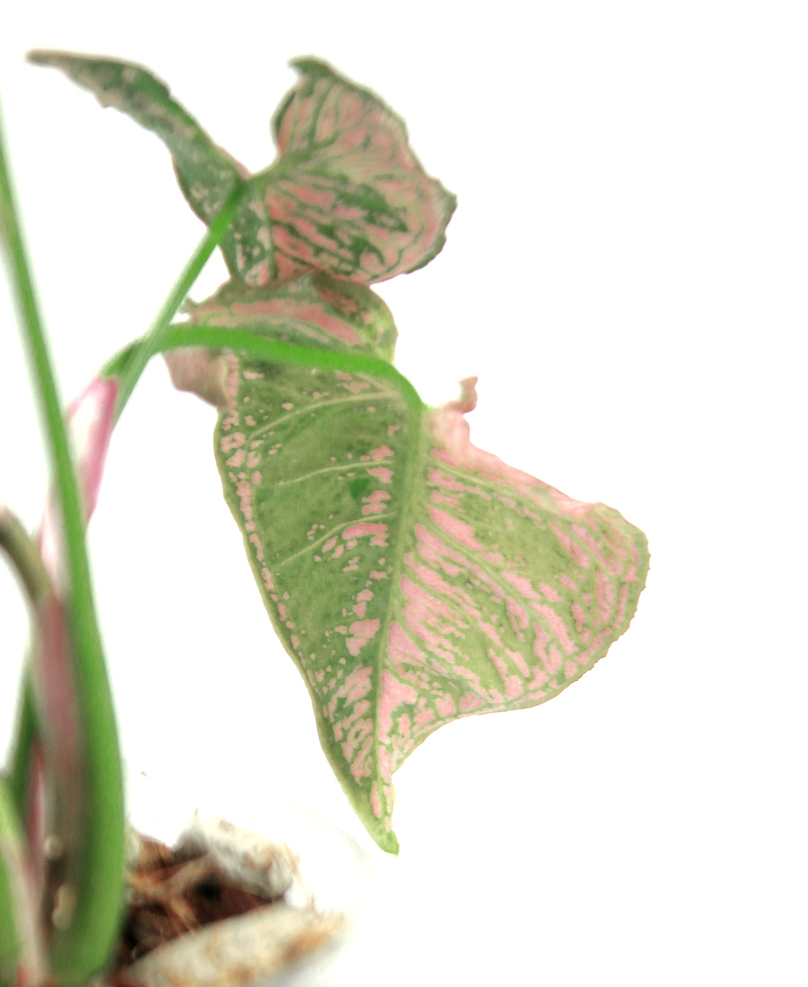 Singonio Mozaic - Imagen 6