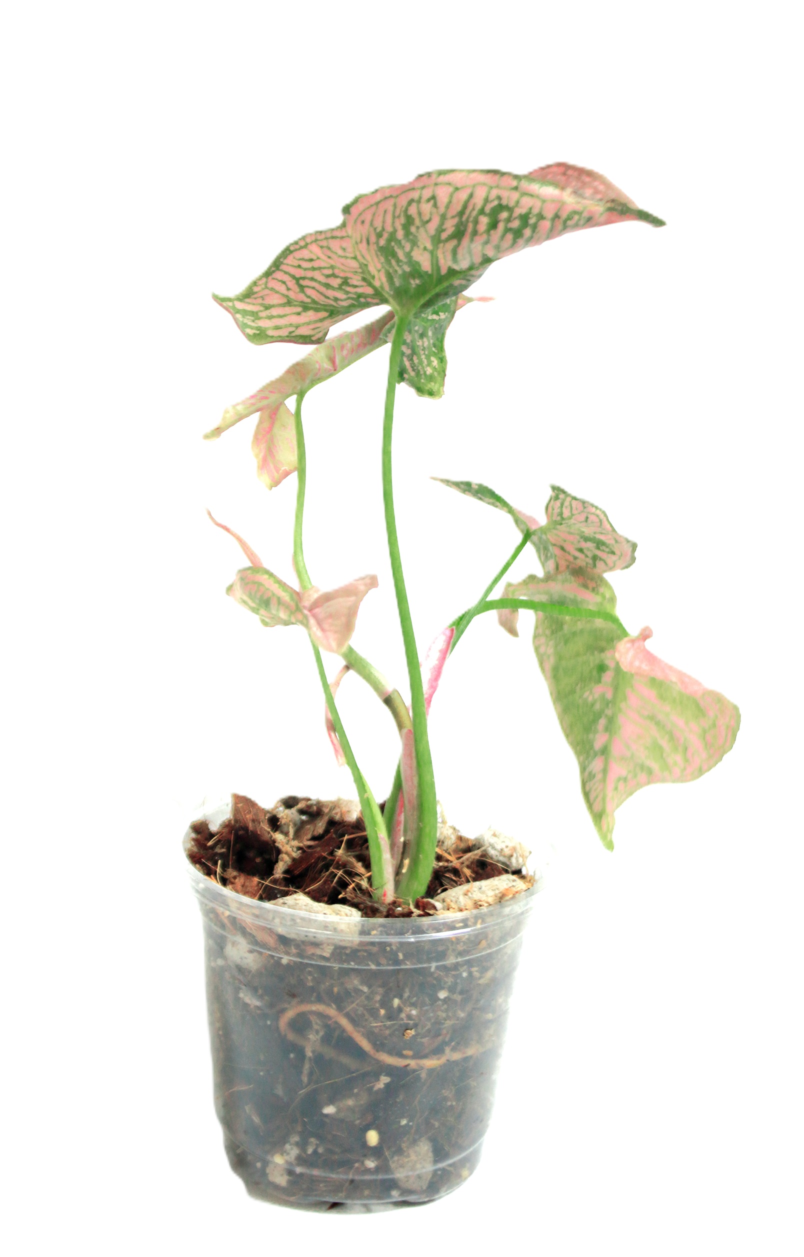 Singonio Mozaic - Imagen 4