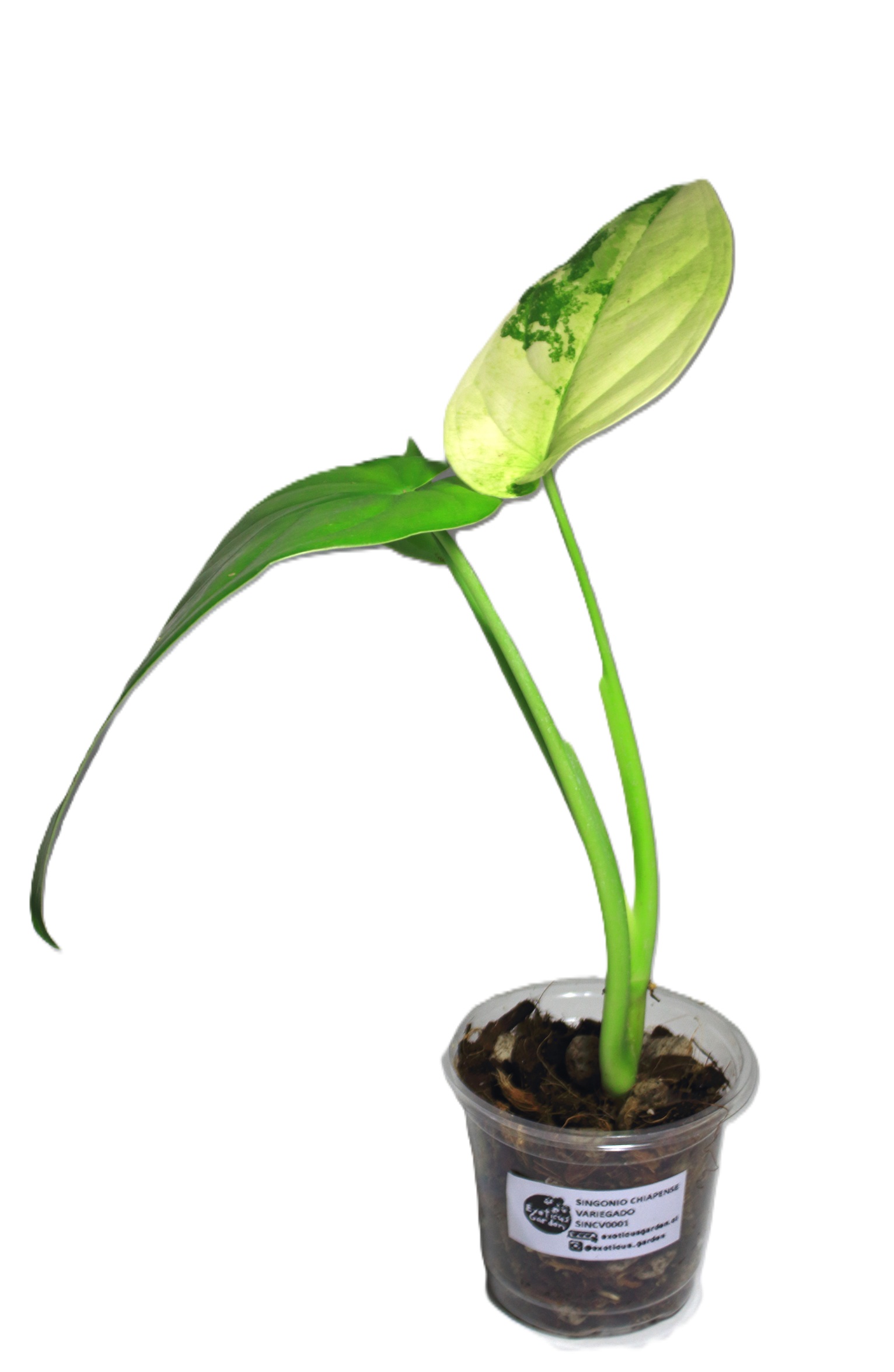 Singonio Chiapense Variegado - Imagen 4