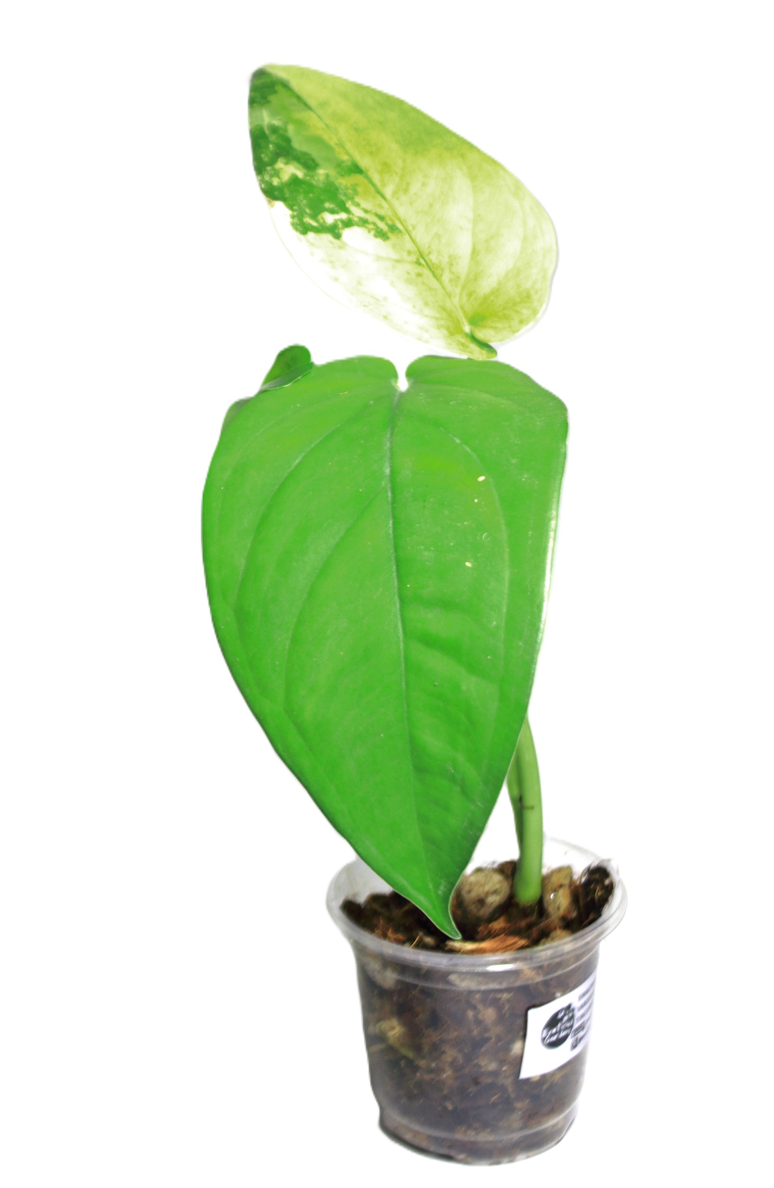 Singonio Chiapense Variegado - Imagen 3