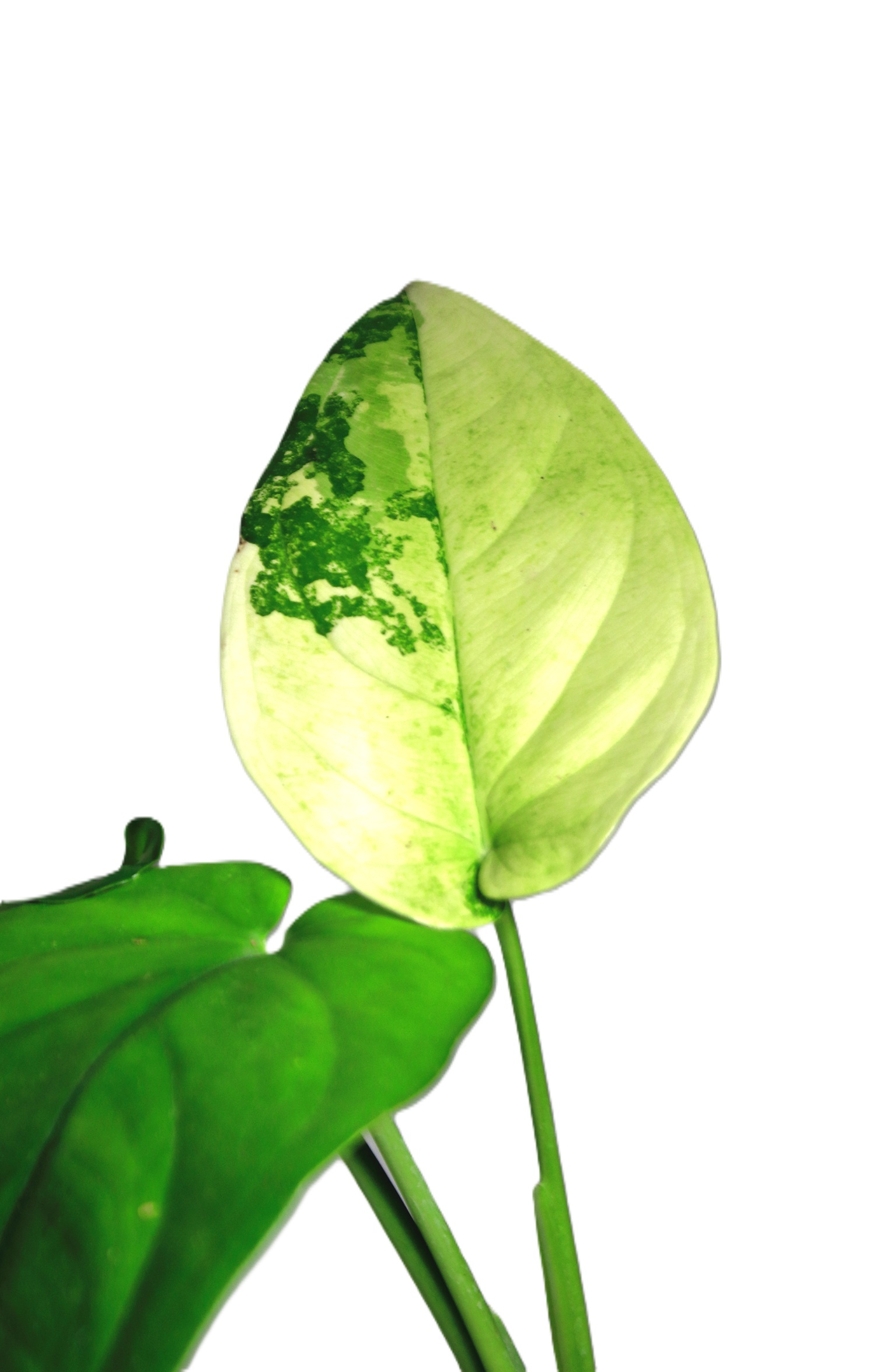 Singonio Chiapense Variegado - Imagen 2