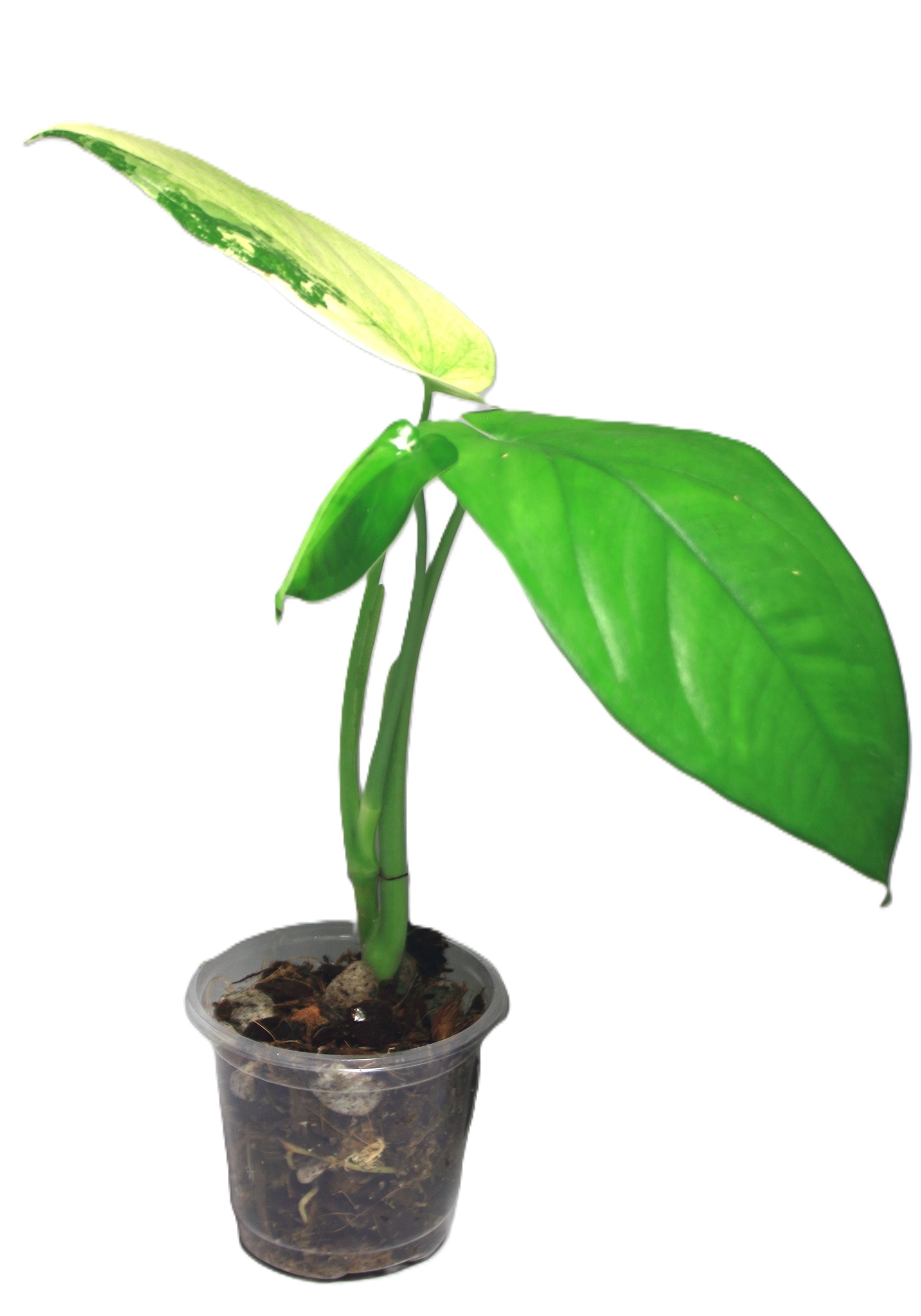 Singonio Chiapense Variegado