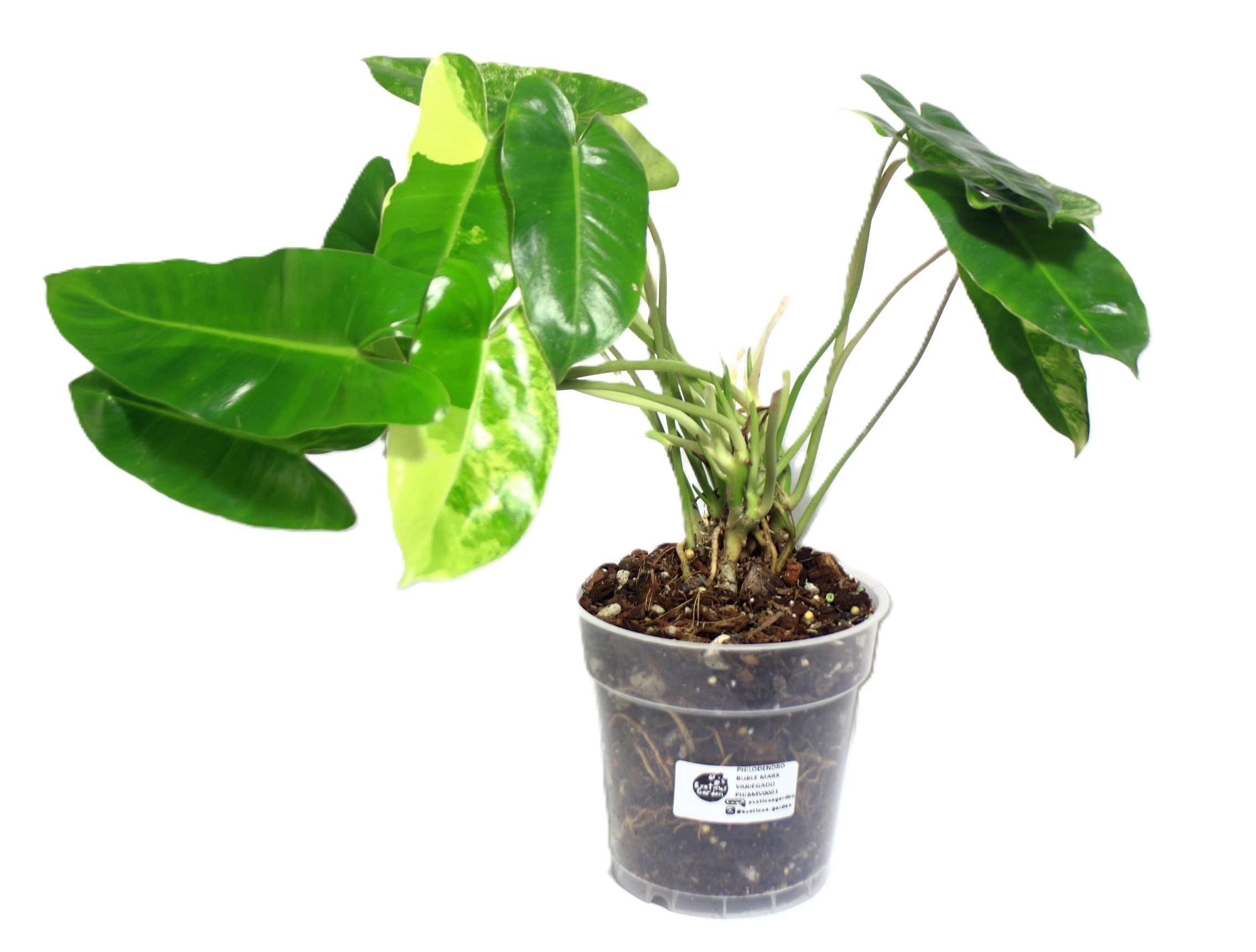 Philodendro Burle Marx Variegado