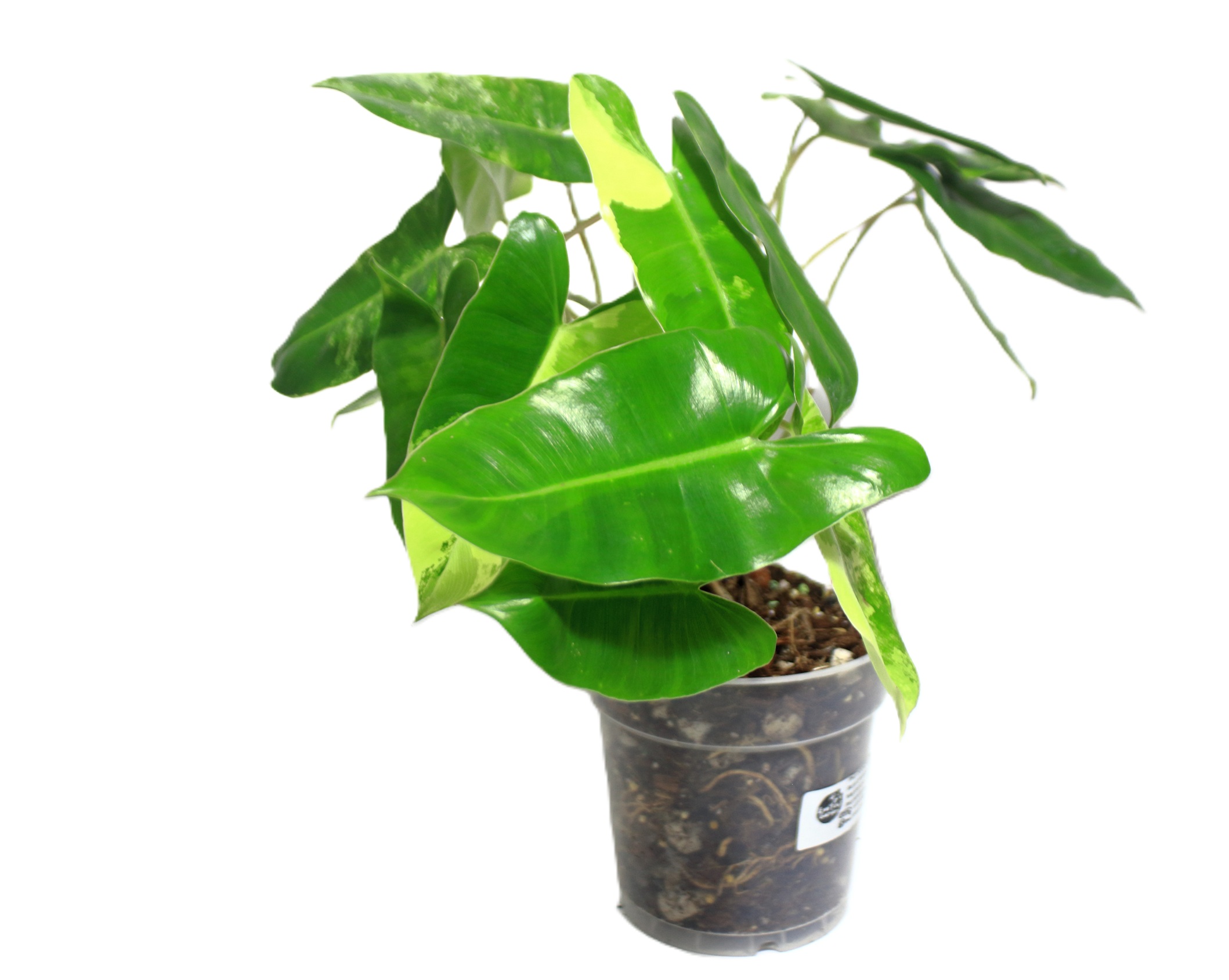 Philodendro Burle Marx Variegado - Imagen 2