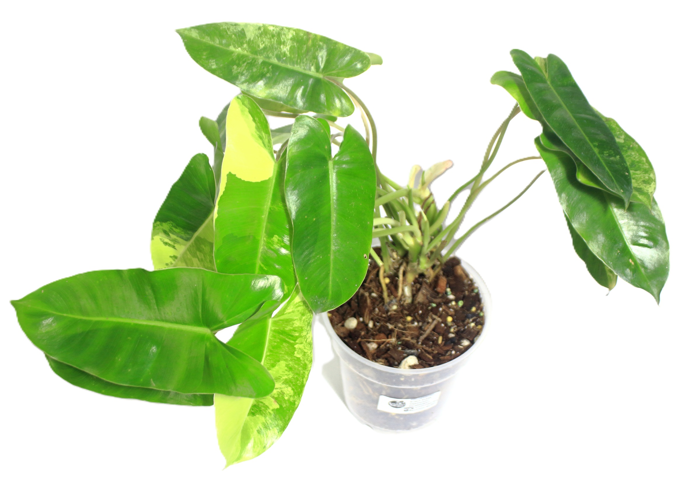 Philodendro Burle Marx Variegado - Imagen 3