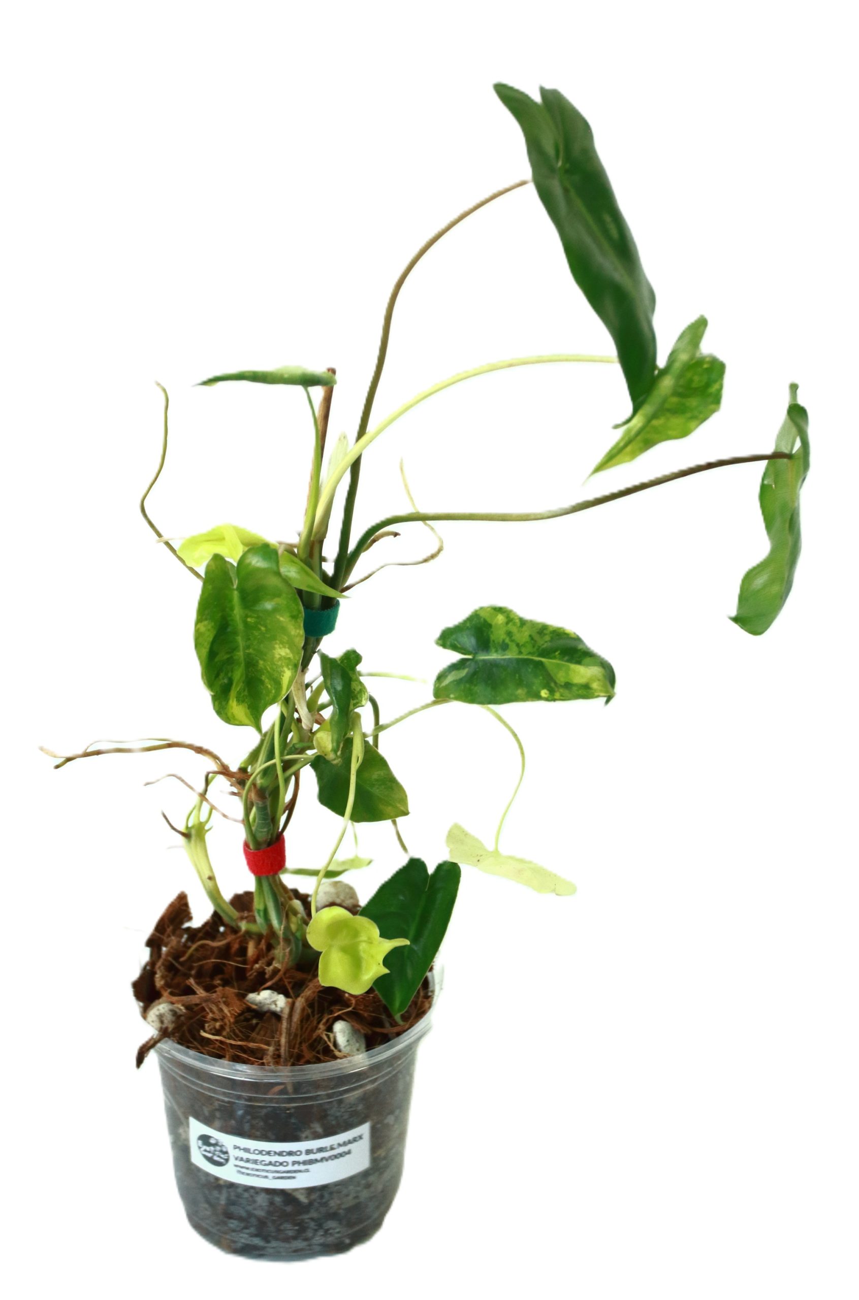 Philodendro Burle Marx Variegado