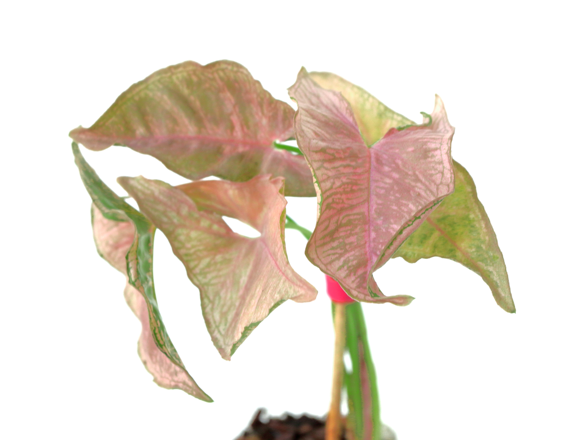 Singonio Mozaic - Imagen 2