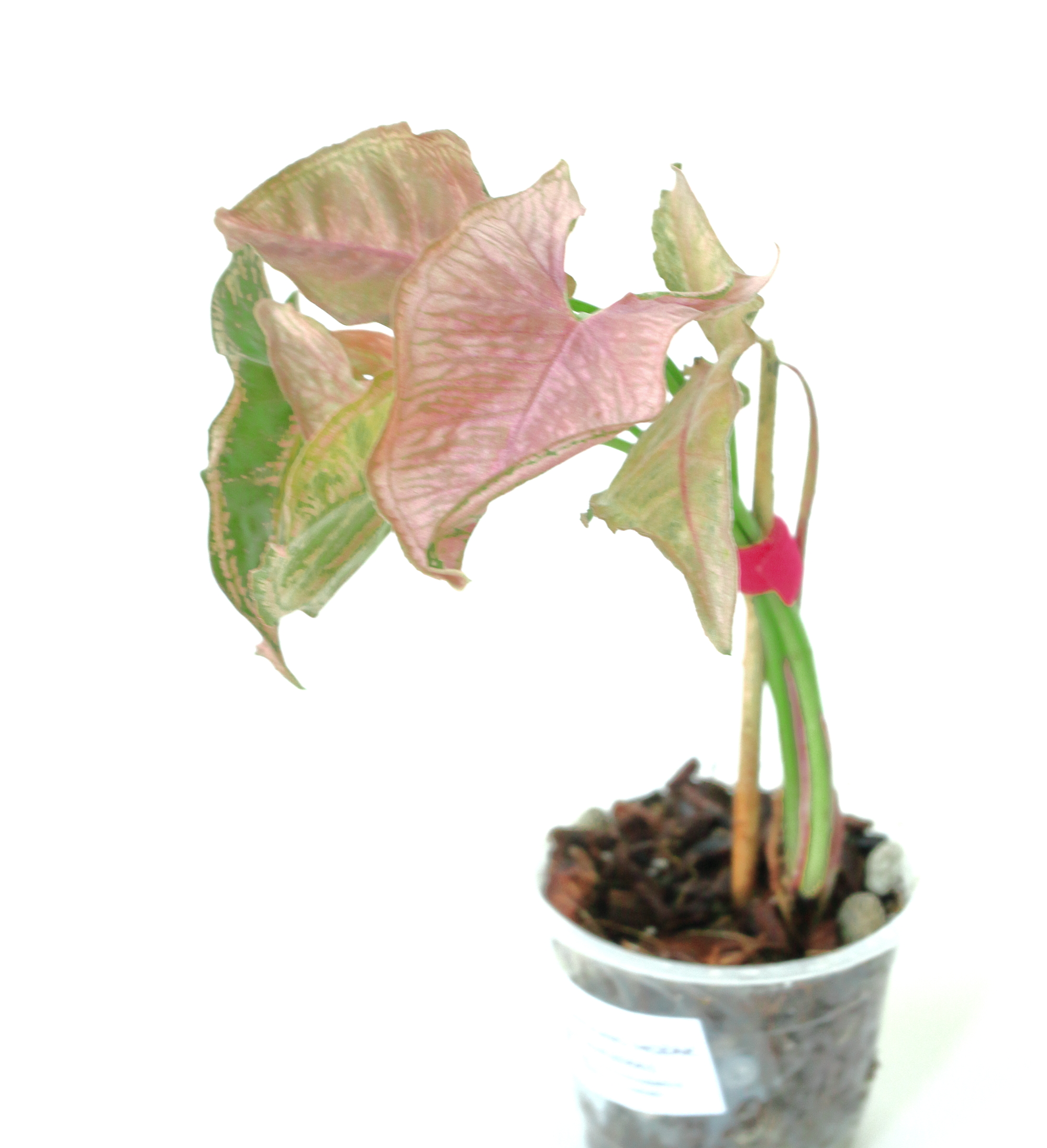 Singonio Mozaic - Imagen 3