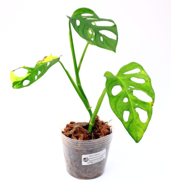 Monstera Adansonii Aurea