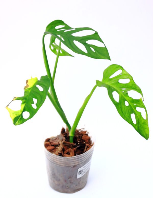 Monstera Adansonii Aurea - Imagen 2
