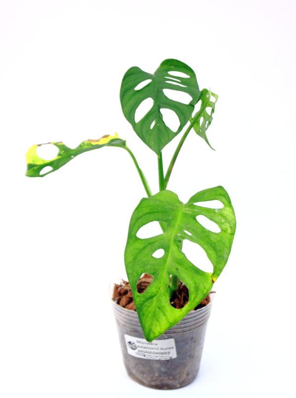 Monstera Adansonii Aurea - Imagen 3