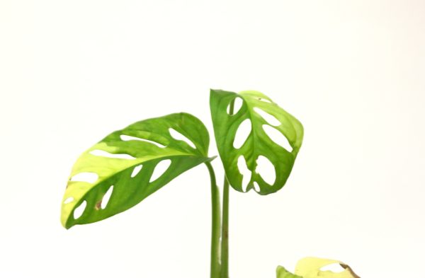 Monstera Adansonii Aurea - Imagen 2