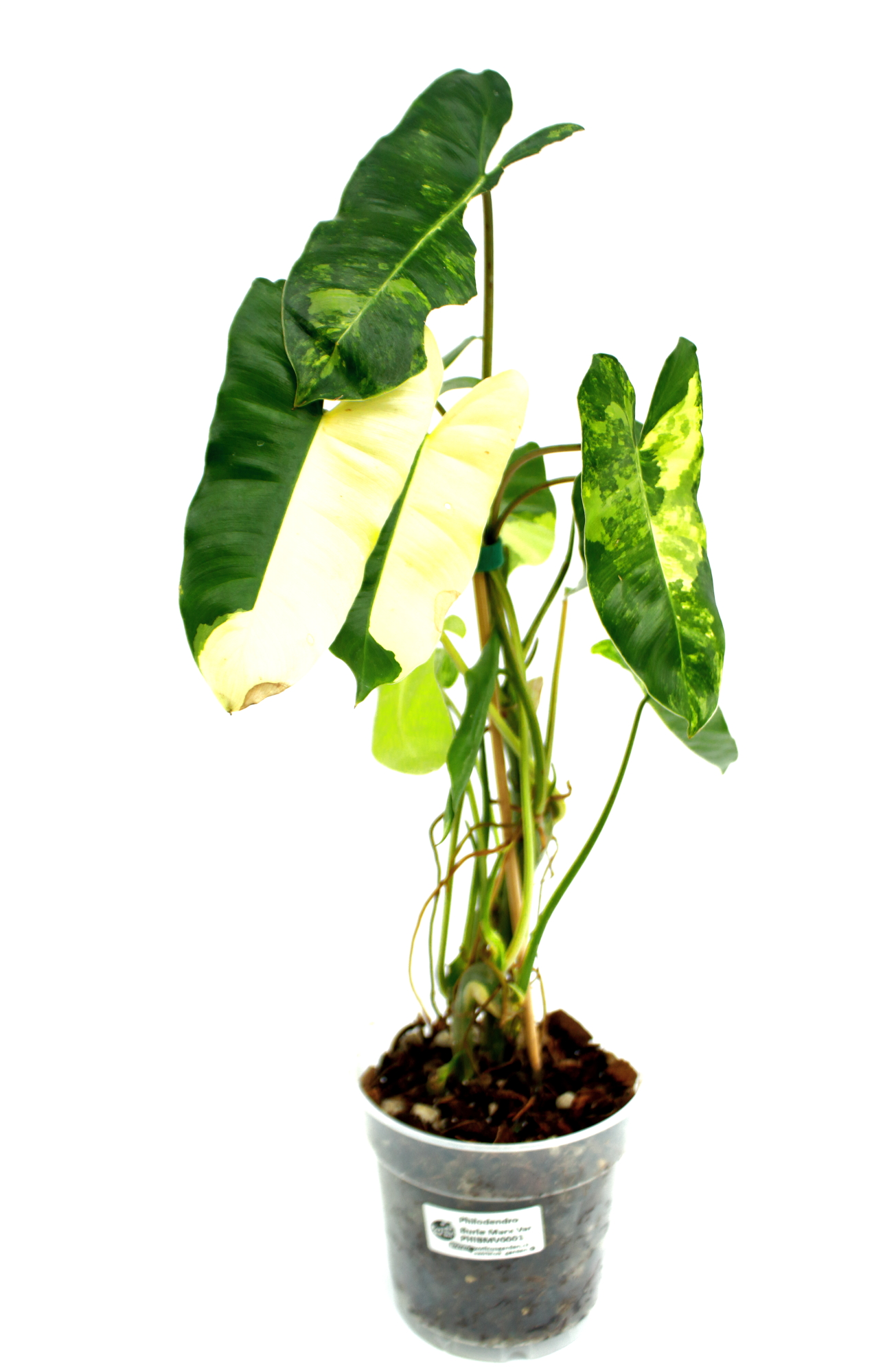 Philodendro Burle Marx Variegado