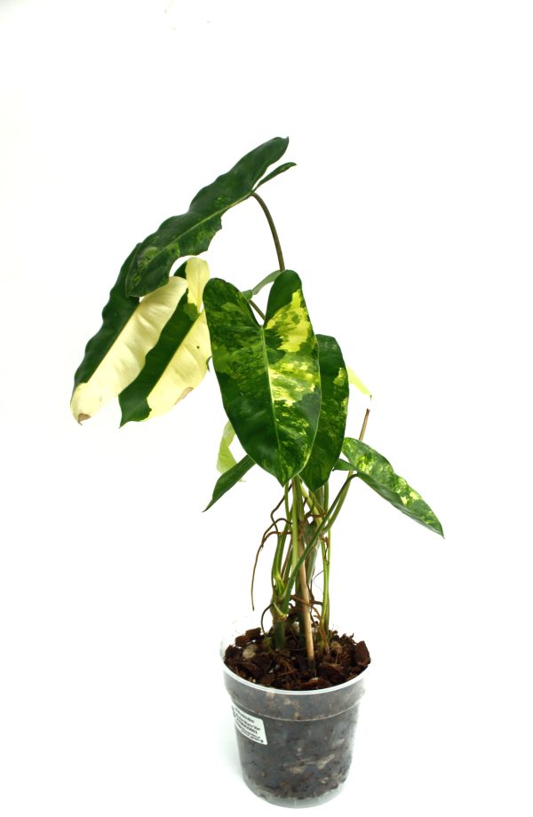 Philodendro Burle Marx Variegado - Imagen 4