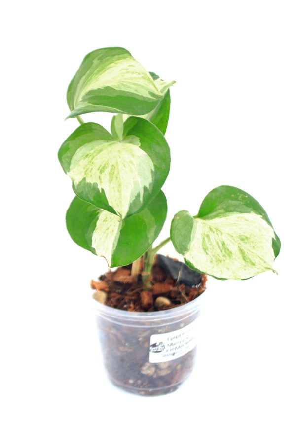 Epipremnum Manjula