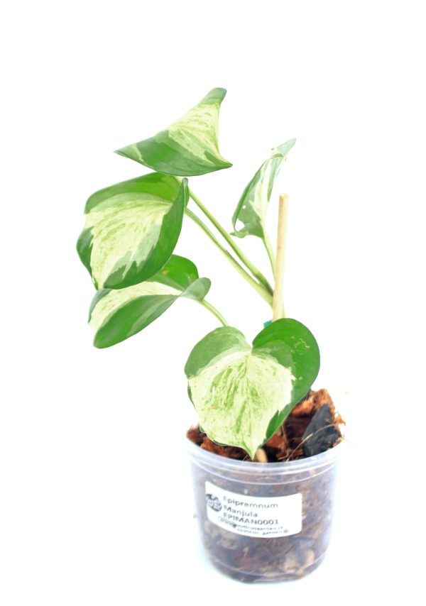 Epipremnum Manjula - Imagen 2