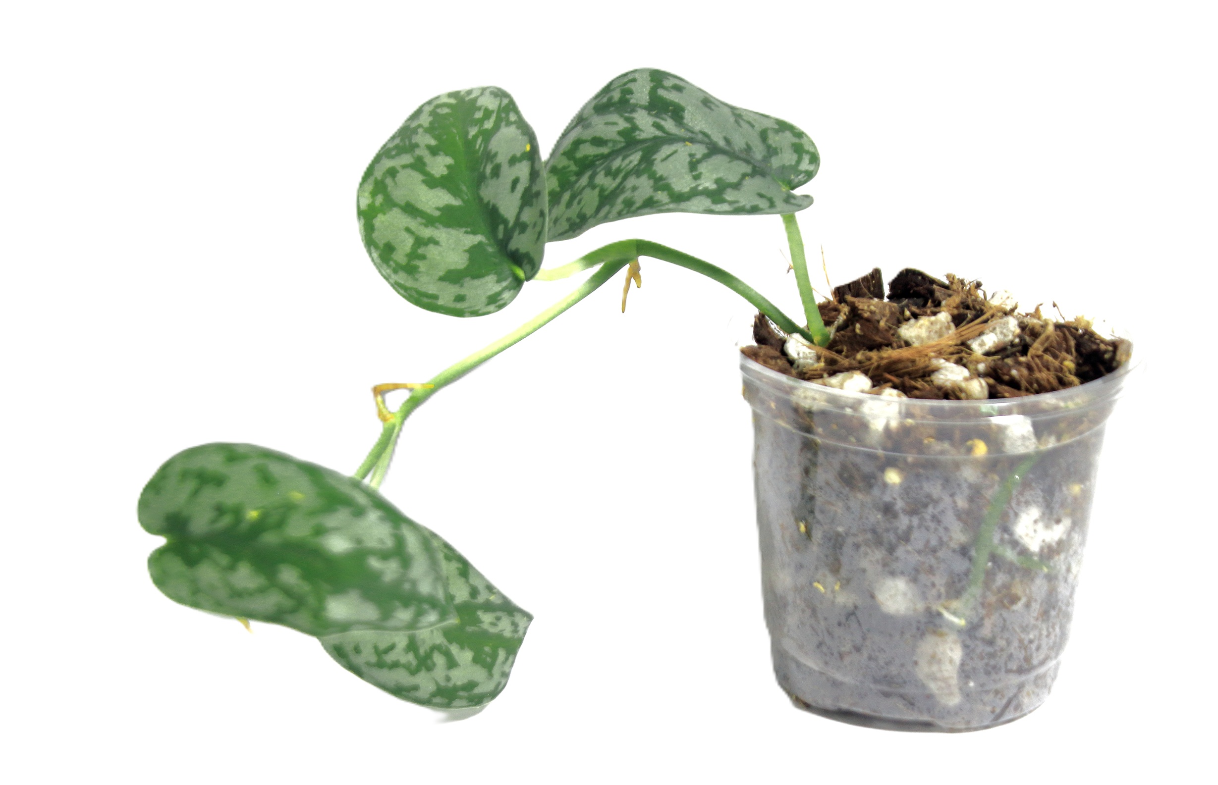 Scindapsus Silver Lady