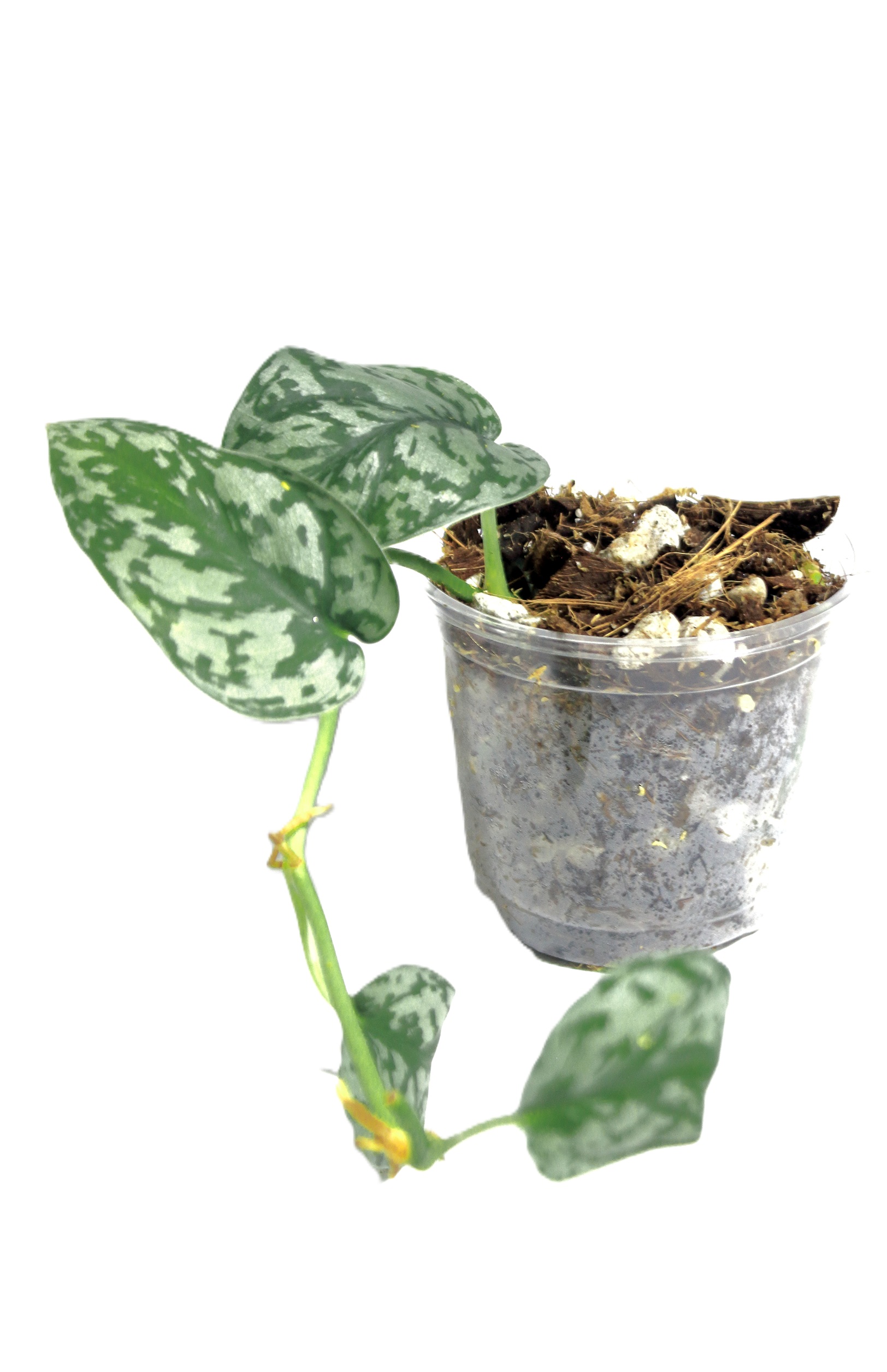 Scindapsus Silver Lady - Imagen 3