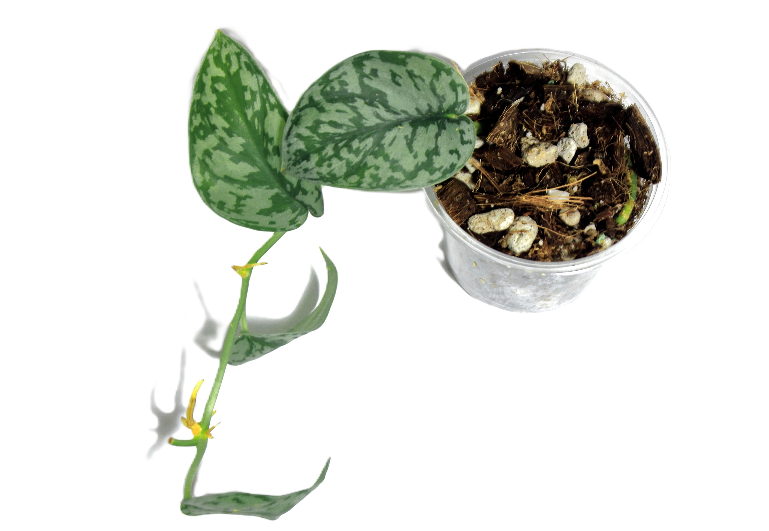 Scindapsus Silver Lady - Imagen 2