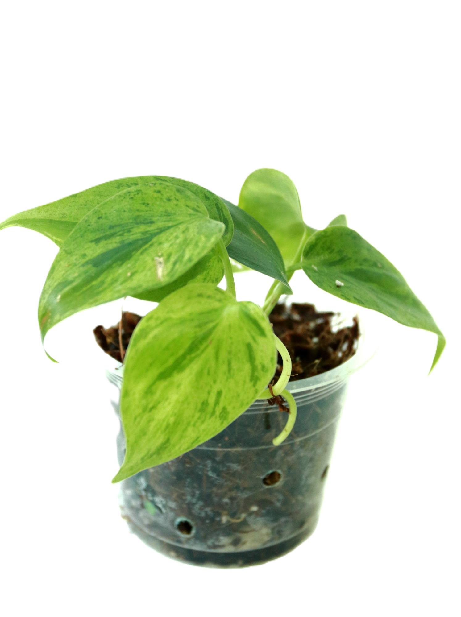 Philodendro Hederaceum Variegado