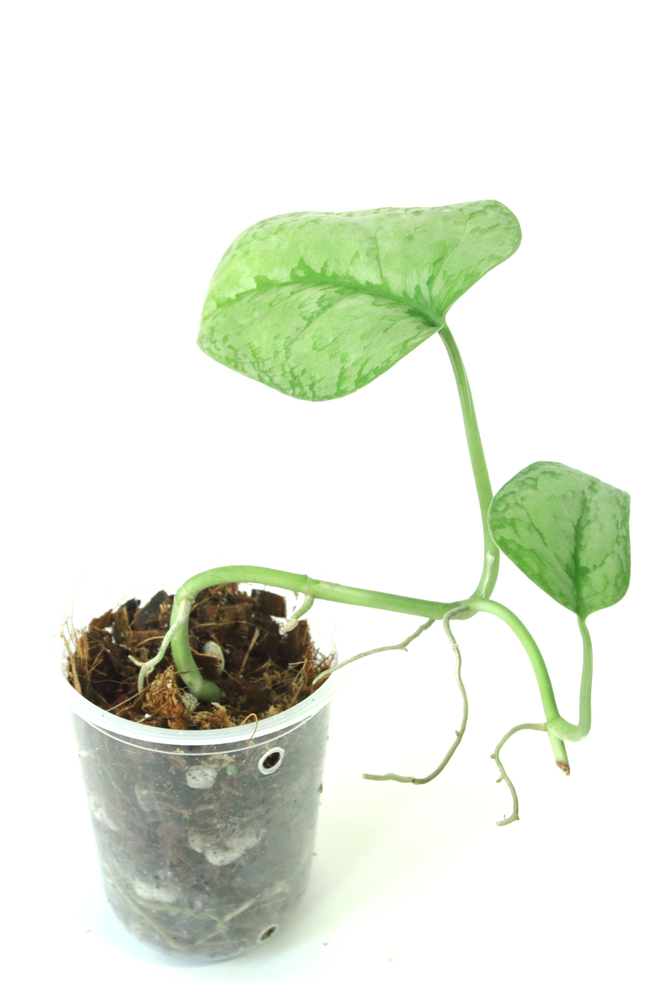 Scindapsus Silver Cloud - Imagen 3