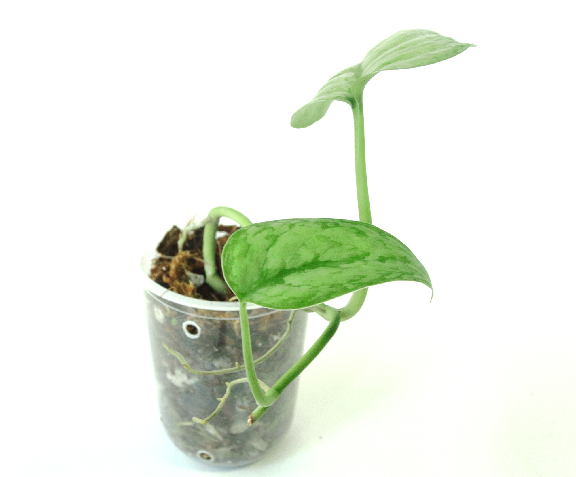 Scindapsus Silver Cloud - Imagen 2