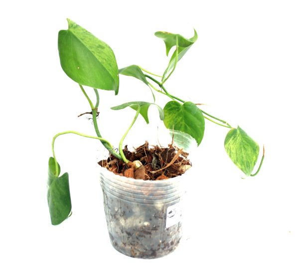 Philodendro Hederaceum Variegado - Imagen 2