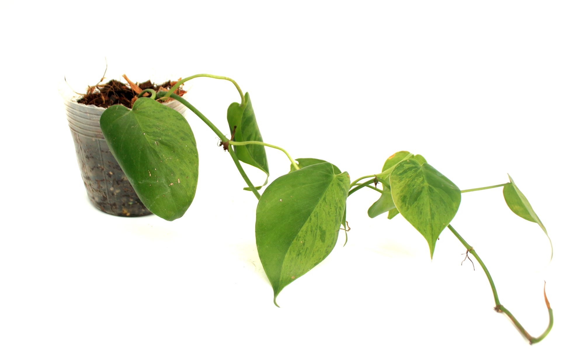 Philodendro Hederaceum Variegado