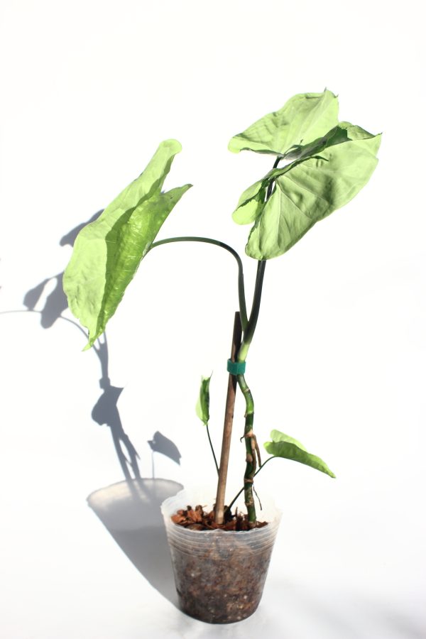 Singonio Green Beauty (Lava) - Imagen 2