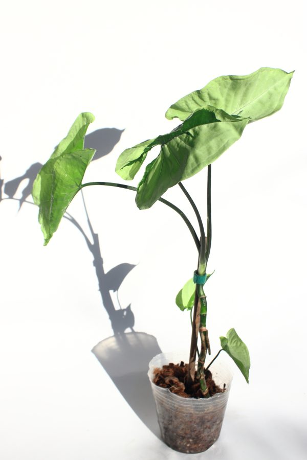 Singonio Green Beauty (Lava)