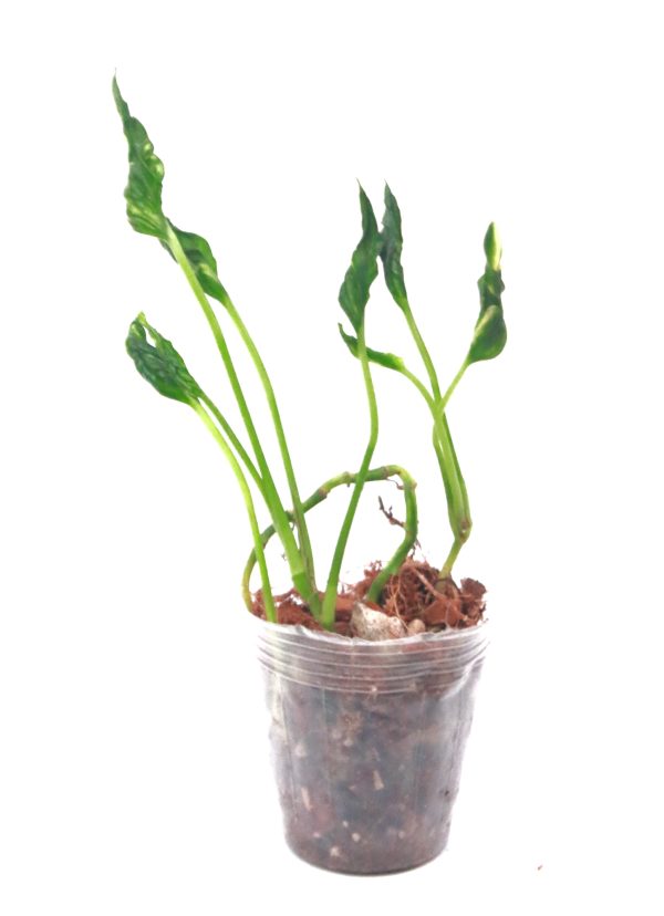 Epipremnum Shangri-La - Imagen 2