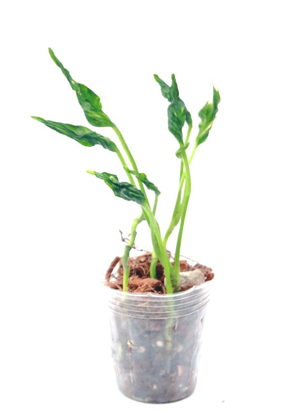 Epipremnum Shangri-La