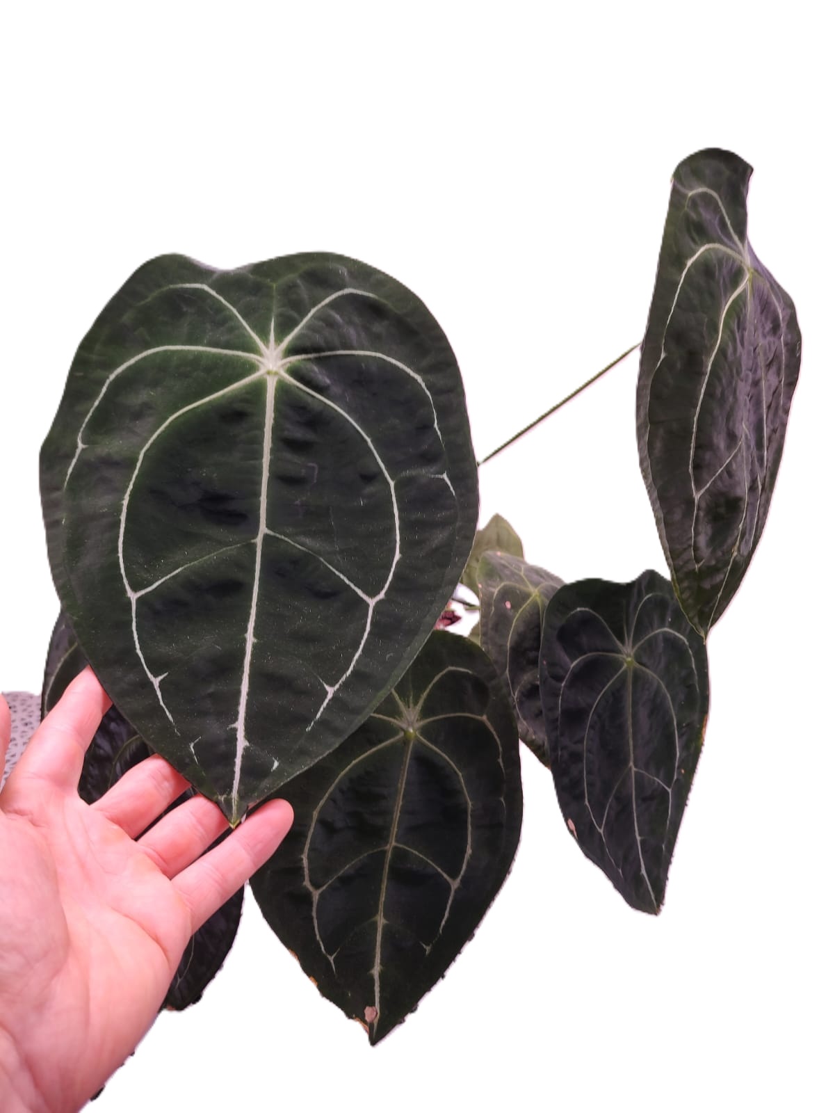Anthurium Forgetti XL - Imagen 2