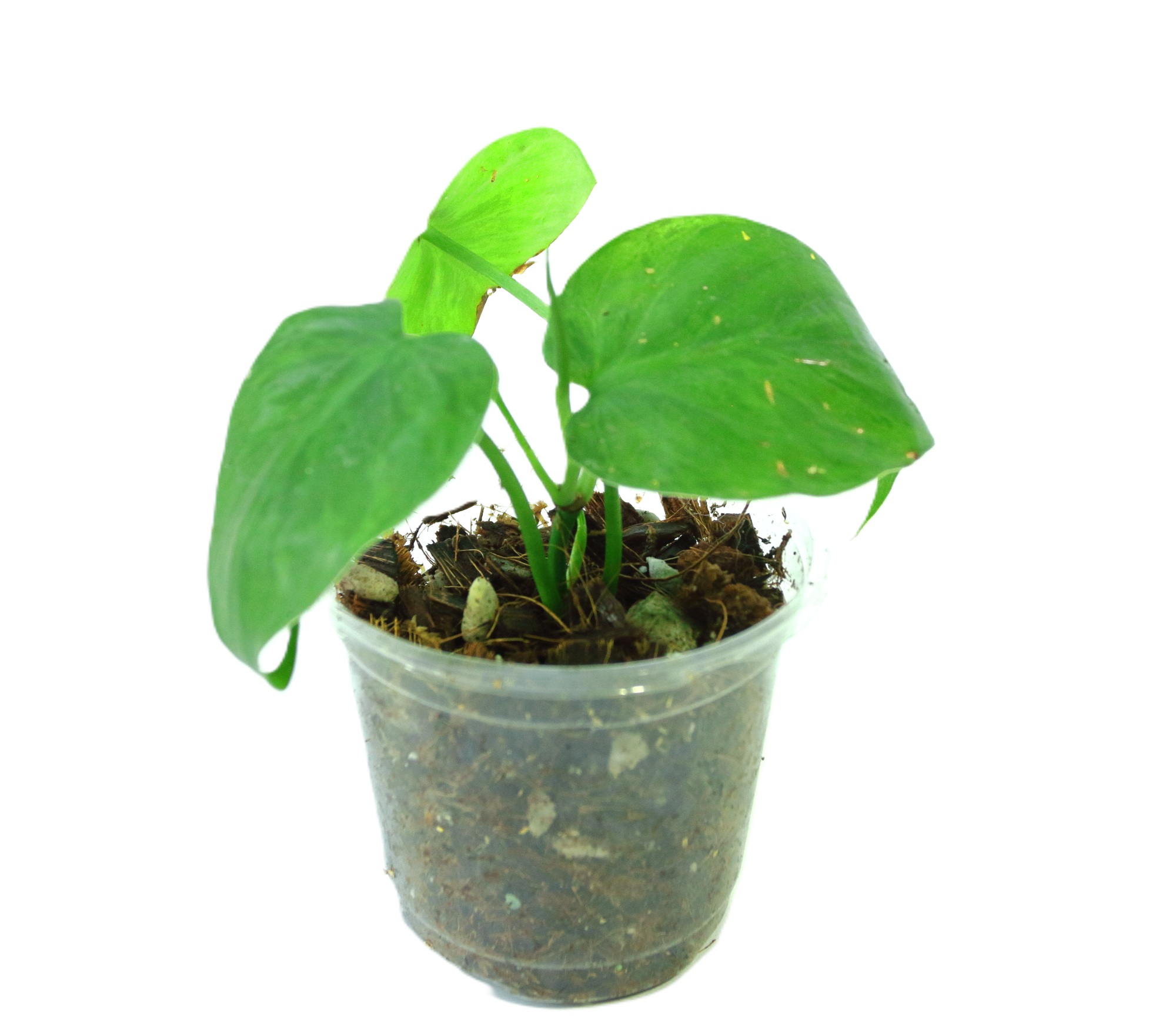 Philodendro Hederaceum Variegado