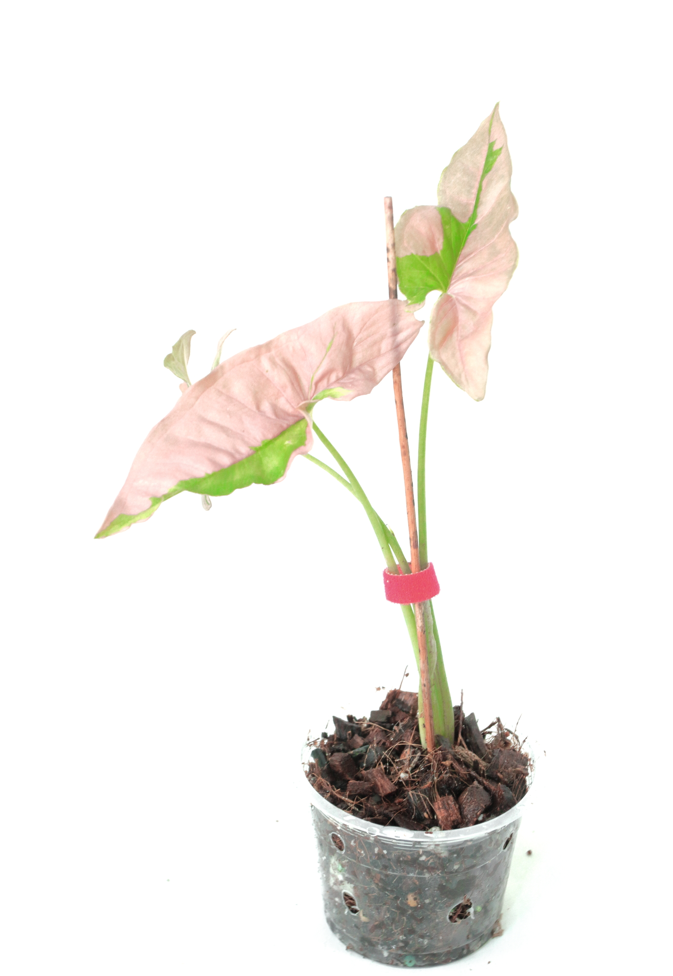 Singonio Pink Lava - Imagen 2