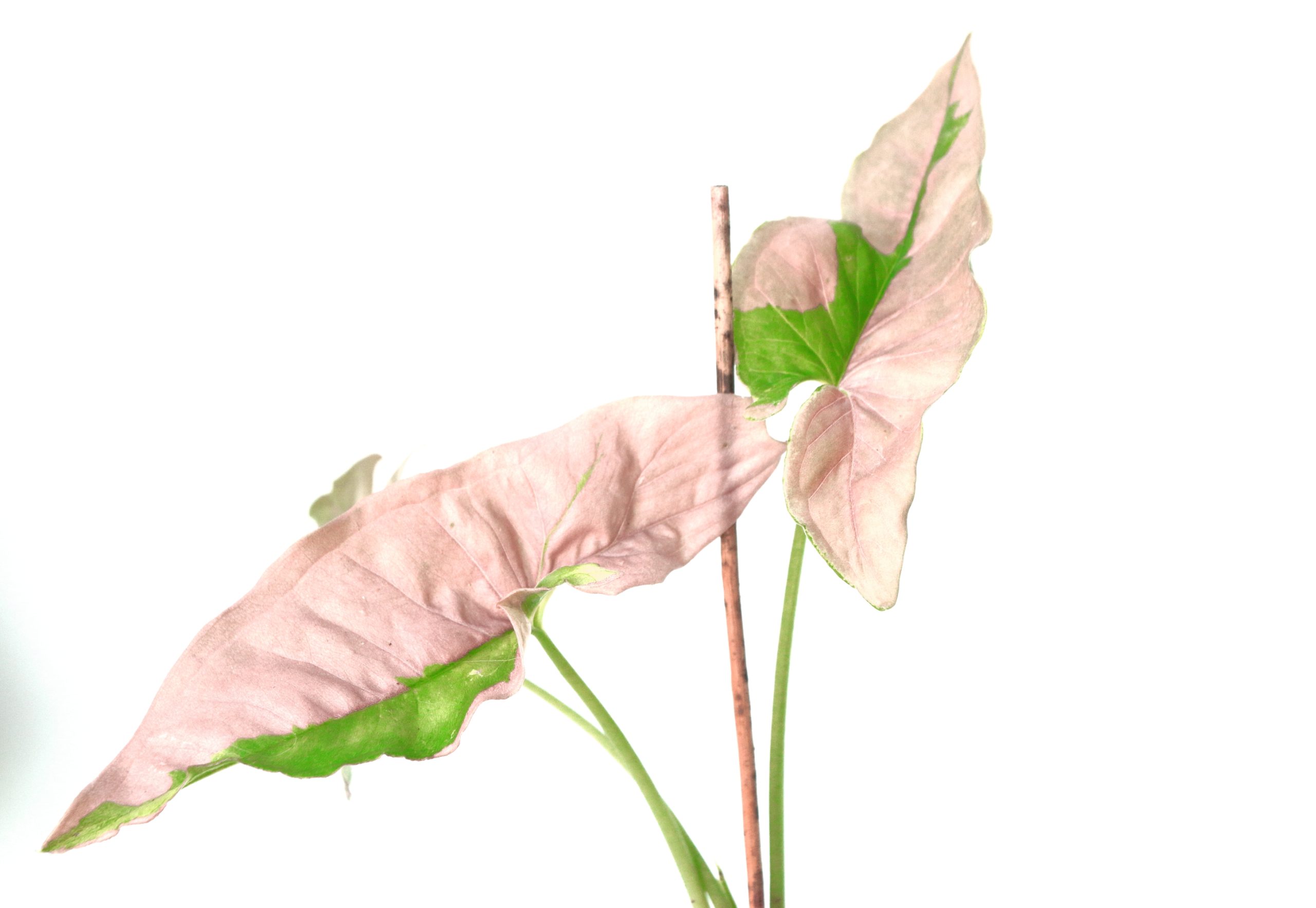 Singonio Pink Lava - Imagen 3