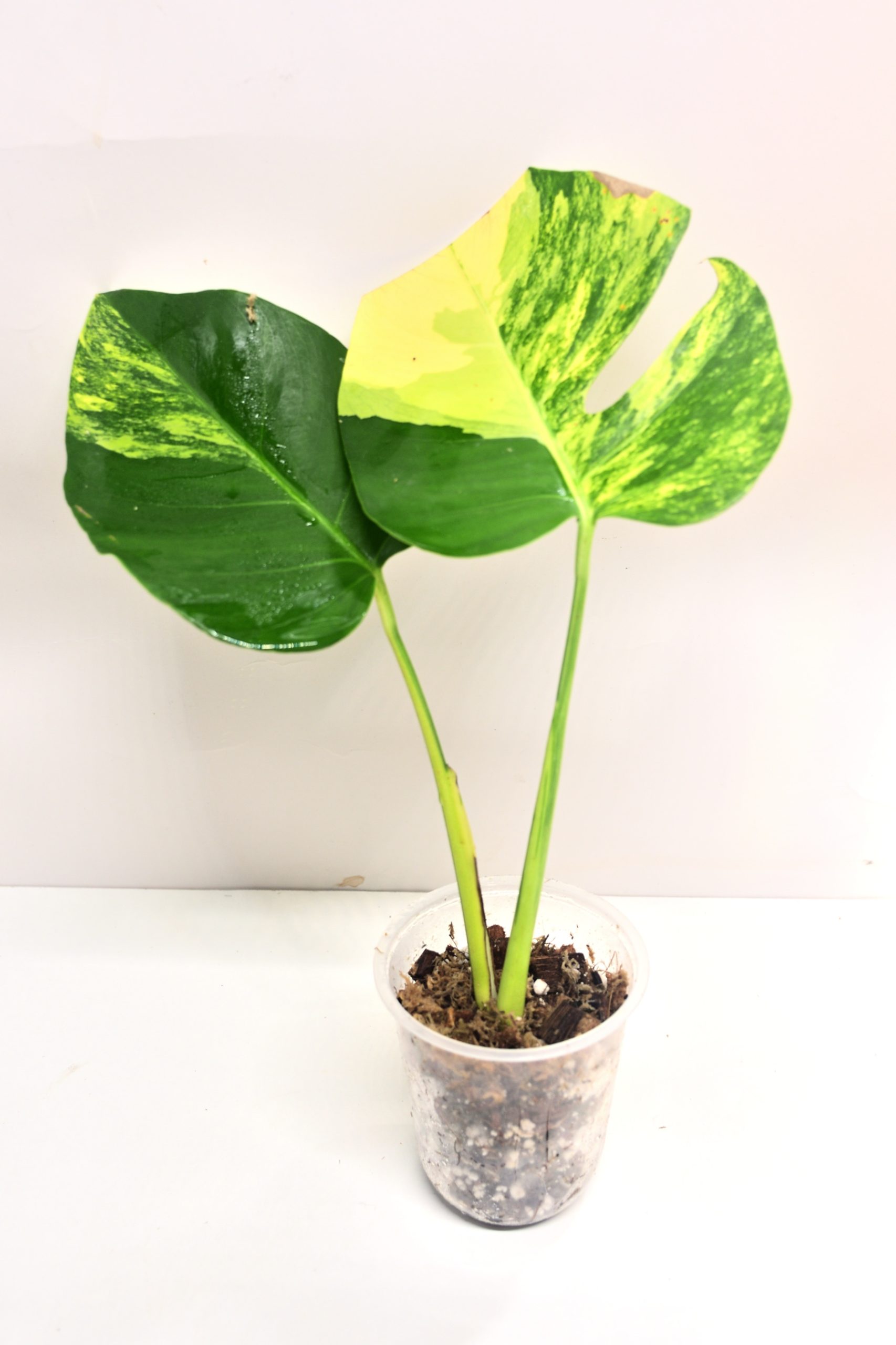 Monstera Aurea