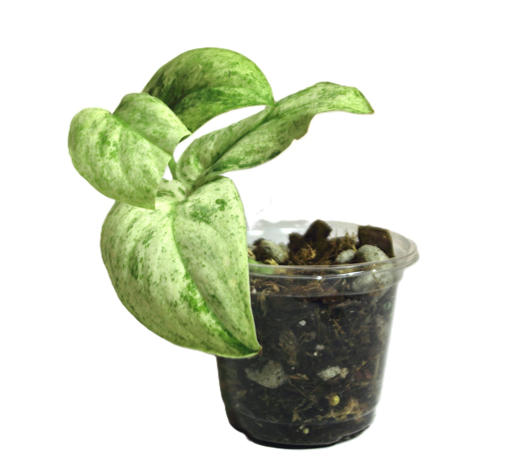 Scindapsus Crème Bruleé