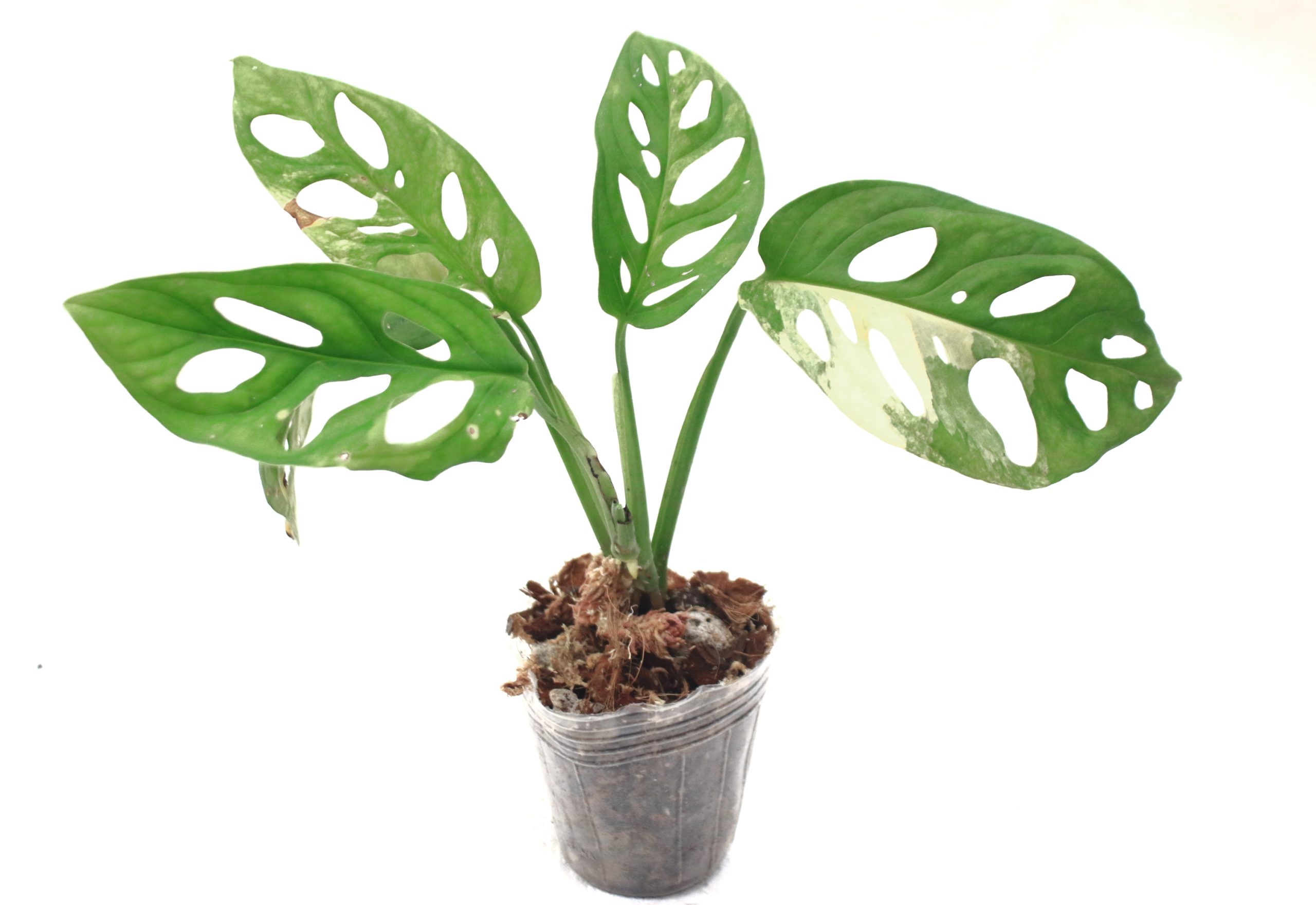 Monstera Adansonii Albo