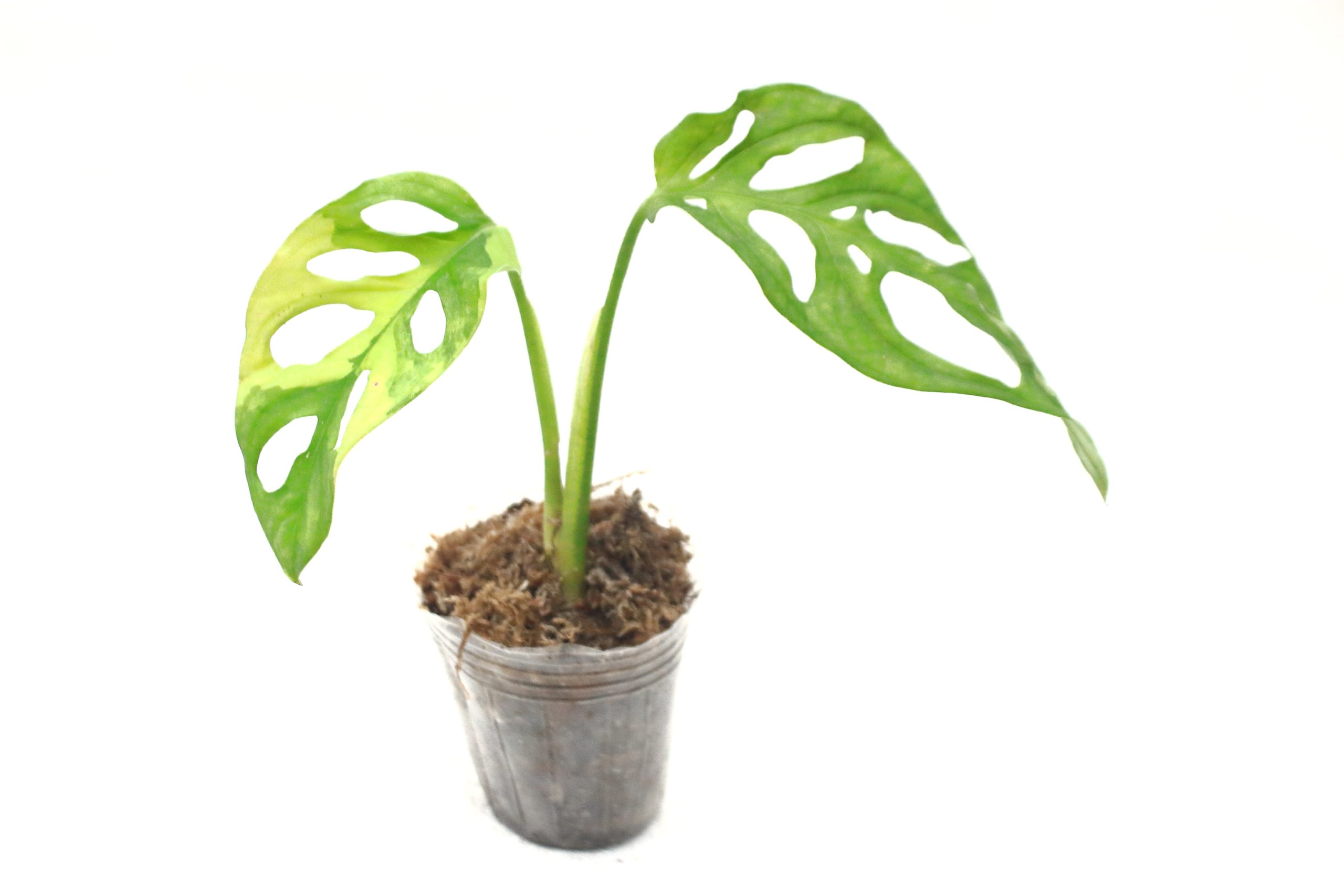 Monstera Adansonii Aurea