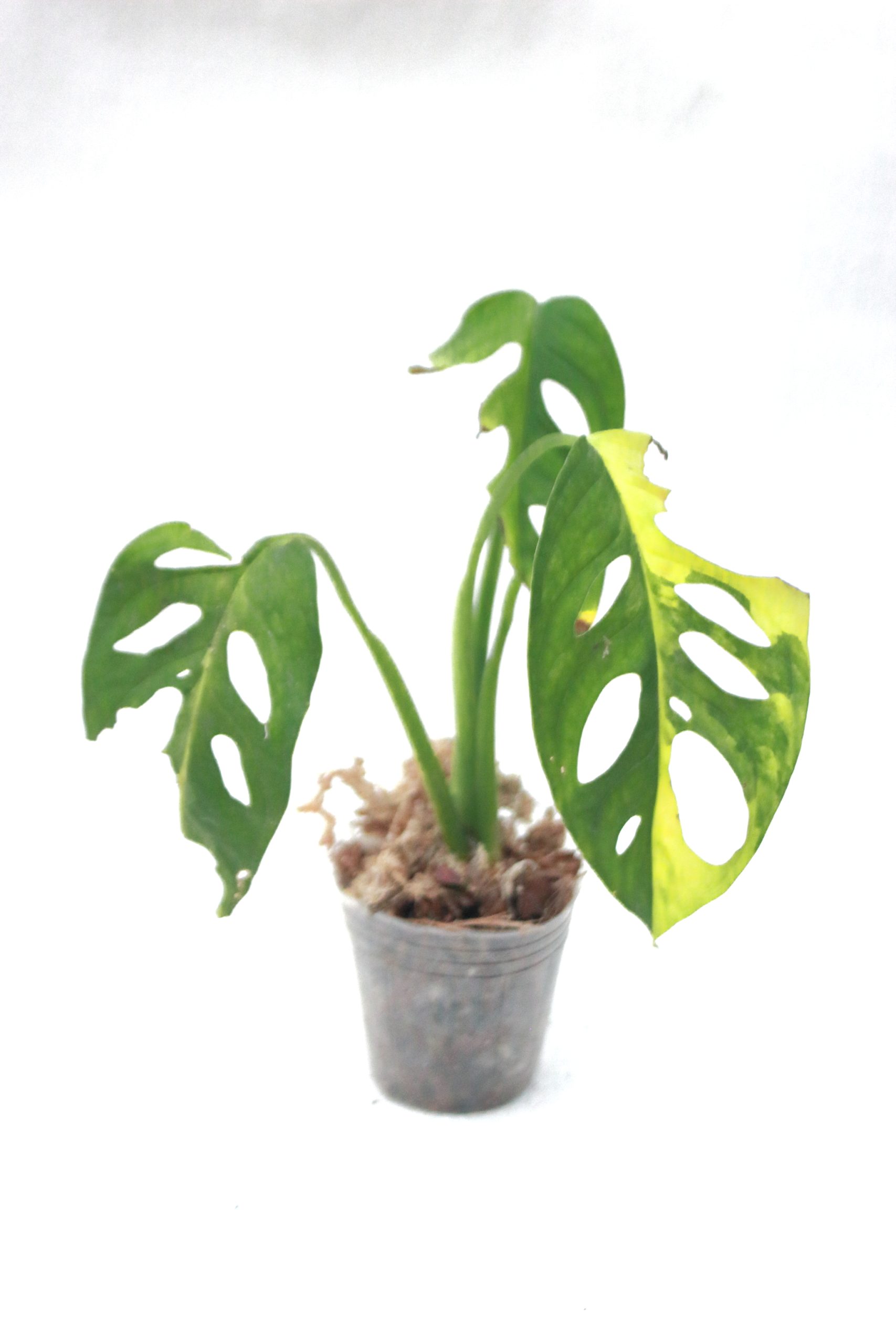 Monstera Adansonii Aurea