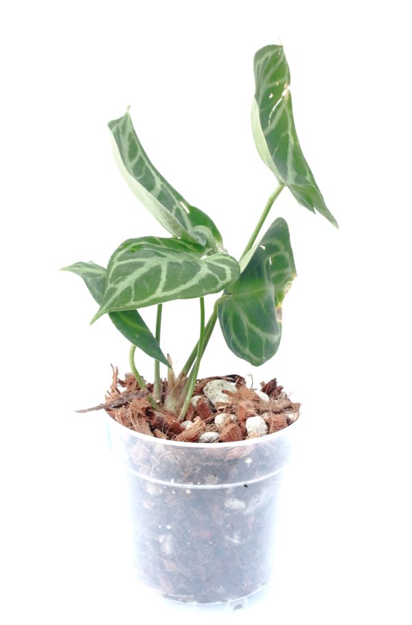 Anthurium Dorayaki - Imagen 2