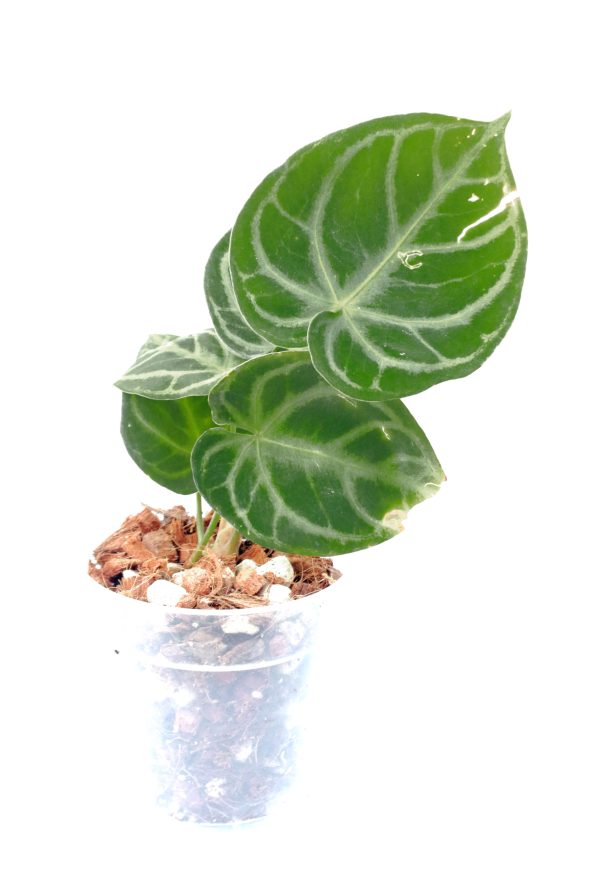 Anthurium Dorayaki